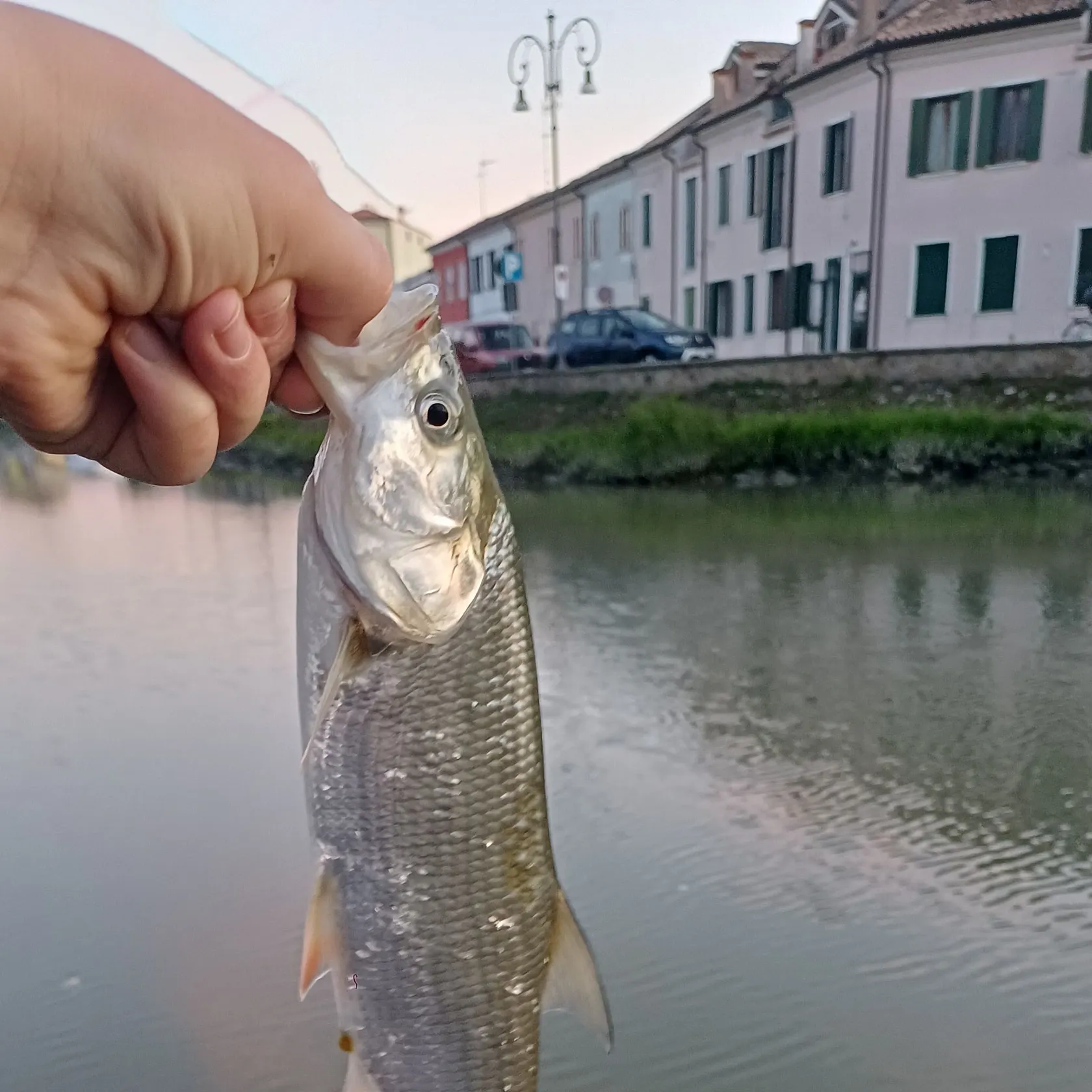 The most recent Asp catches on Fishbrain