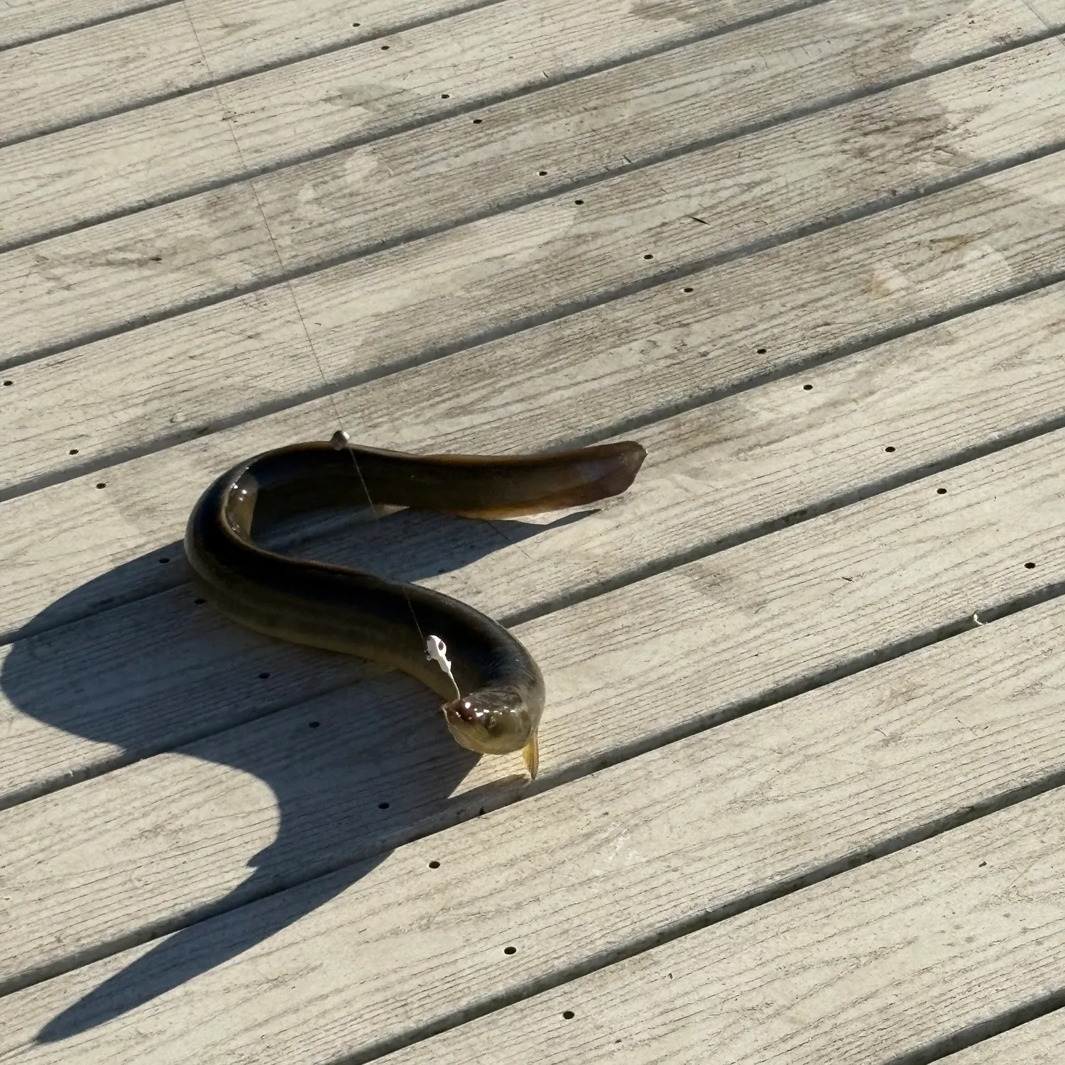 The most recent Shortfin eel catches on Fishbrain