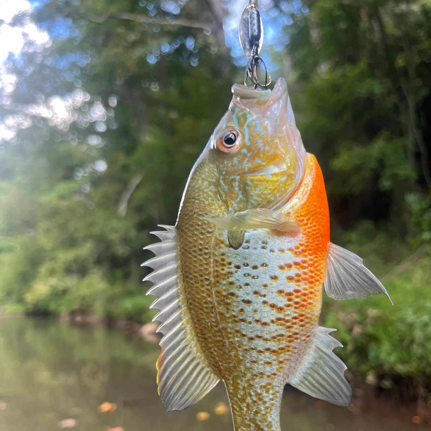 Redbreast sunfish caught on Fishbrain