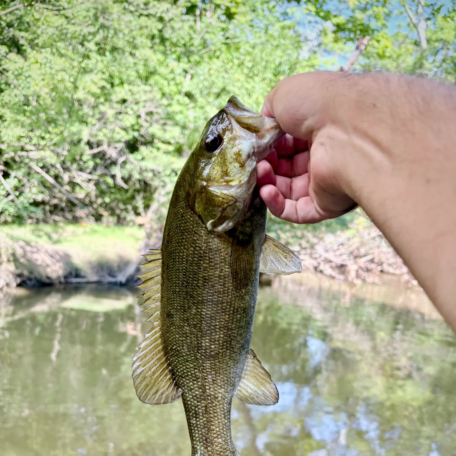 Smallmouth bass caught on Fishbrain