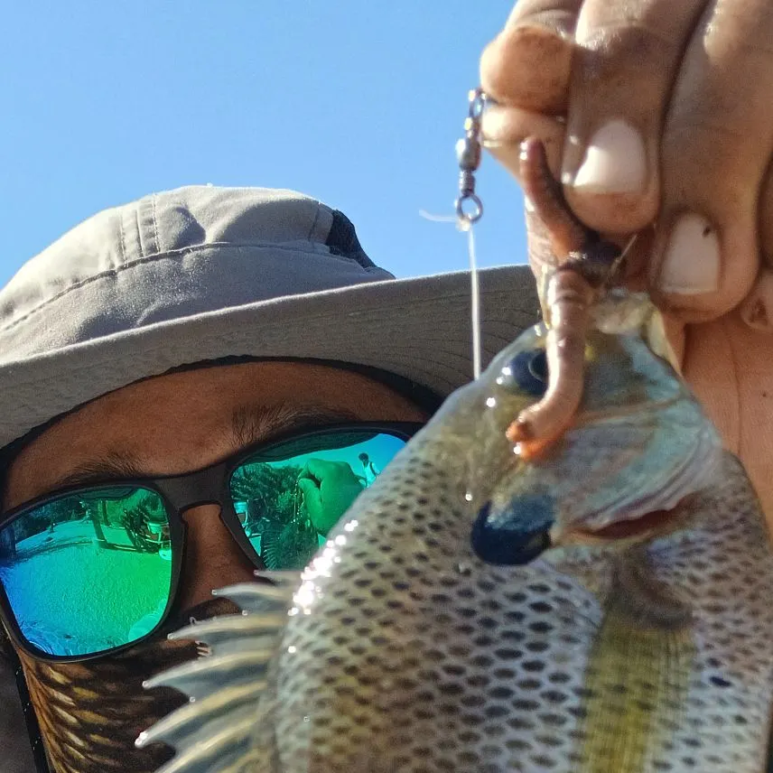 Bluegill caught on Fishbrain