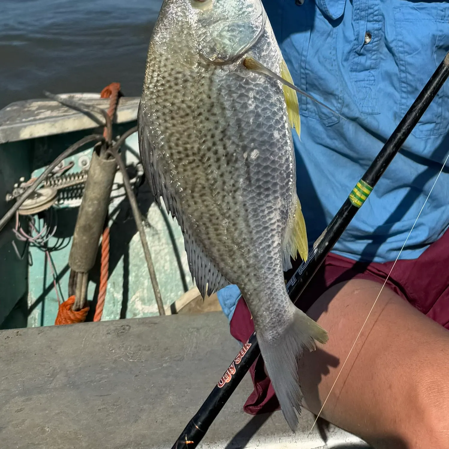 The most recent Javelin grunter catches on Fishbrain