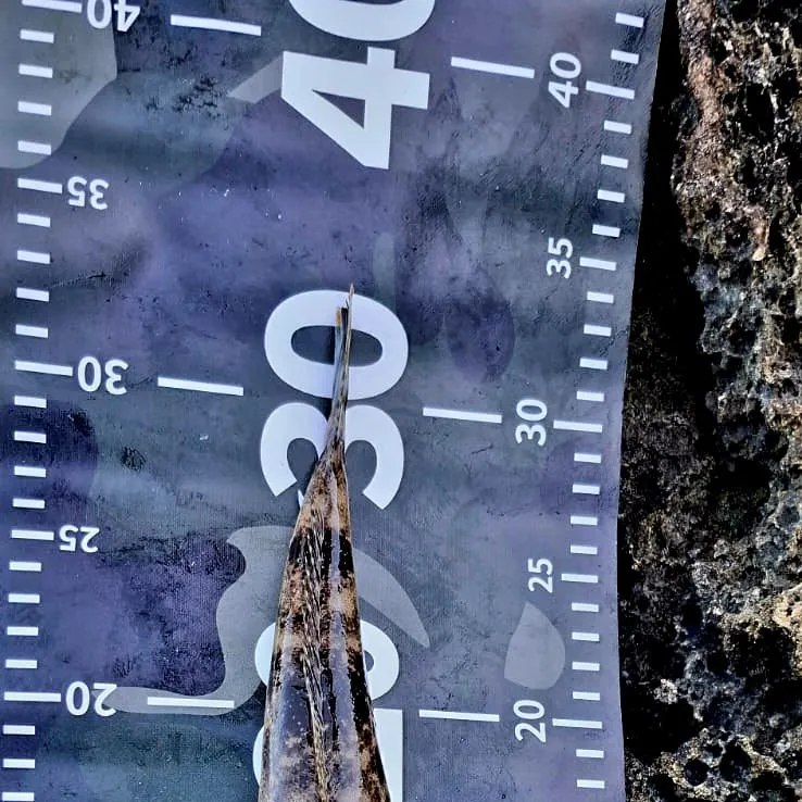 The most recent Bartail flathead catches on Fishbrain