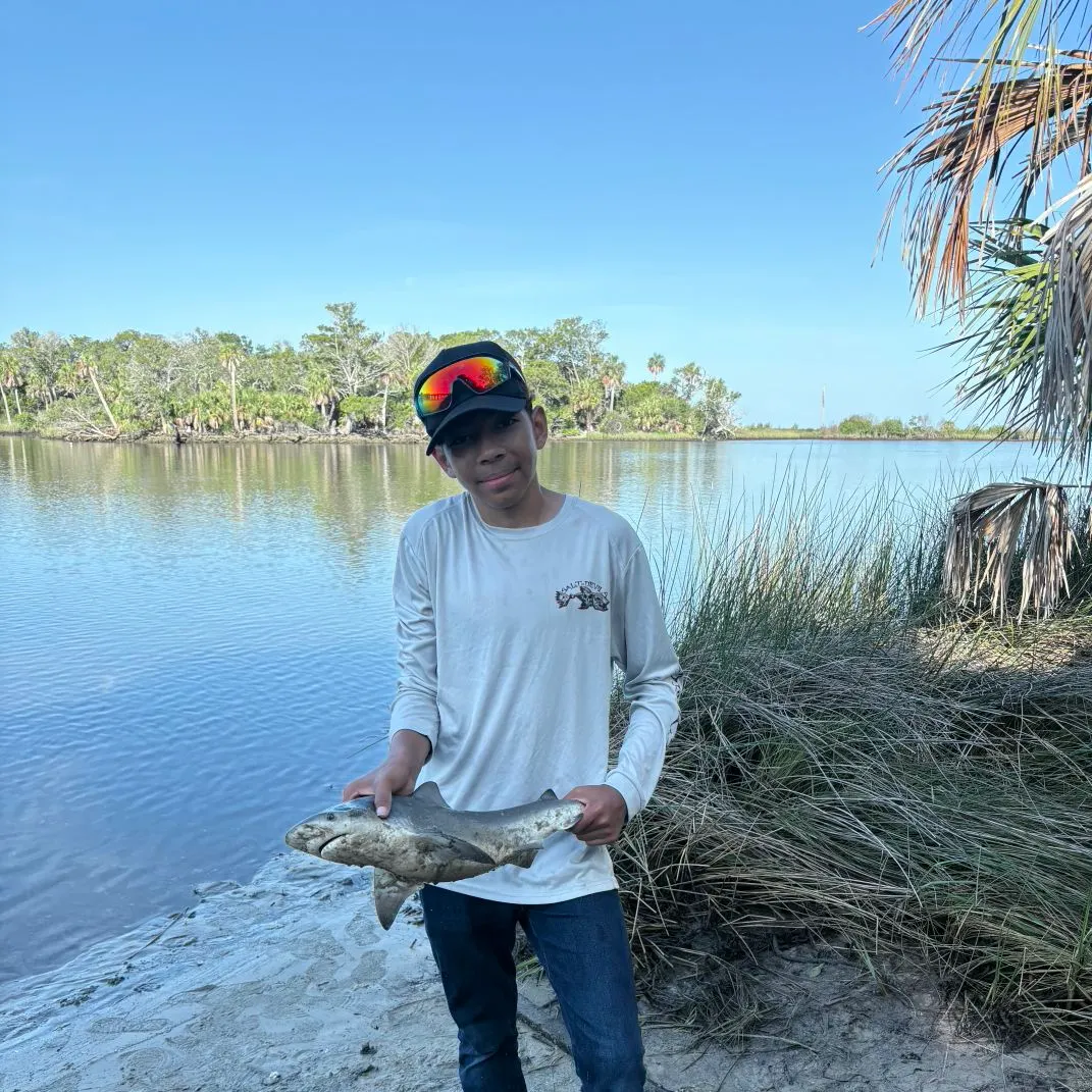 The most recent Bull shark catches on Fishbrain