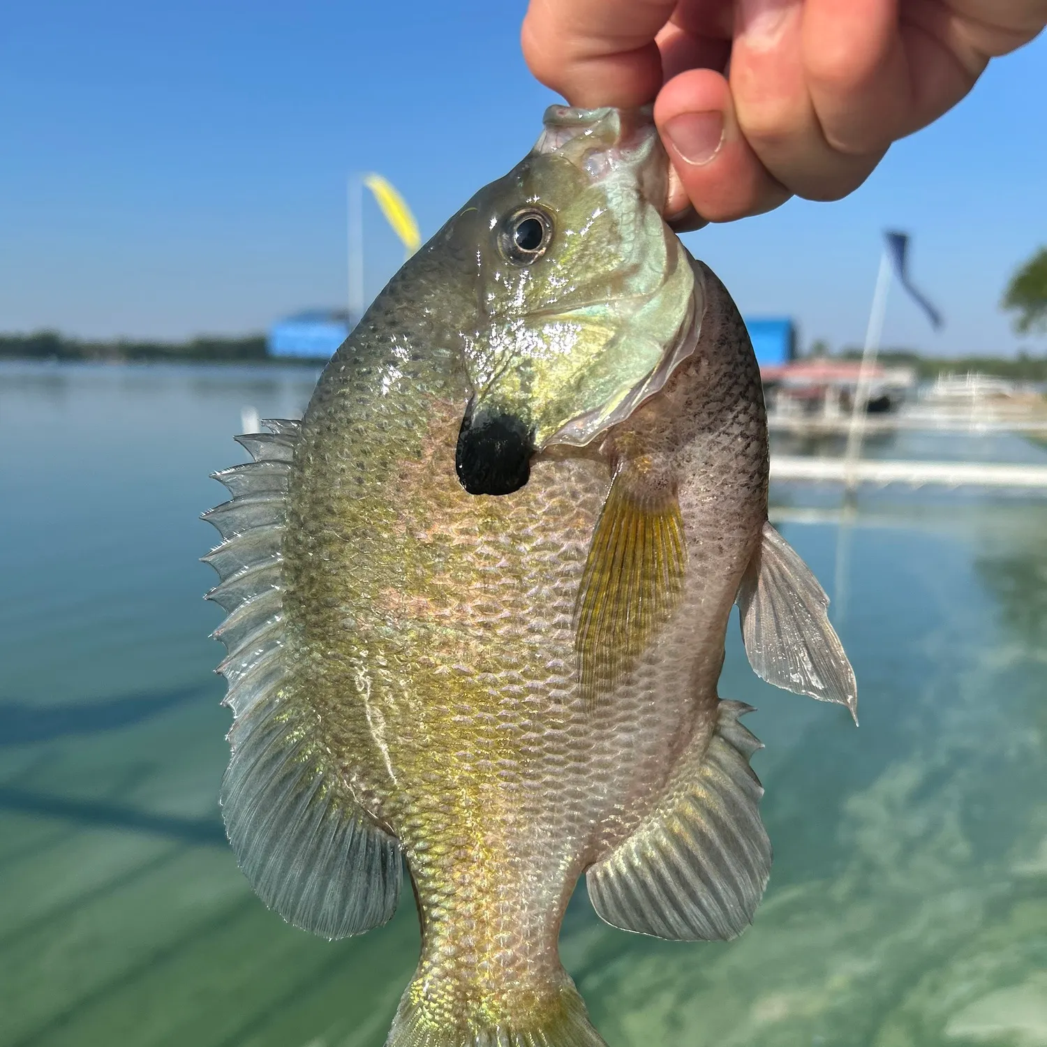 Bluegill caught on Fishbrain