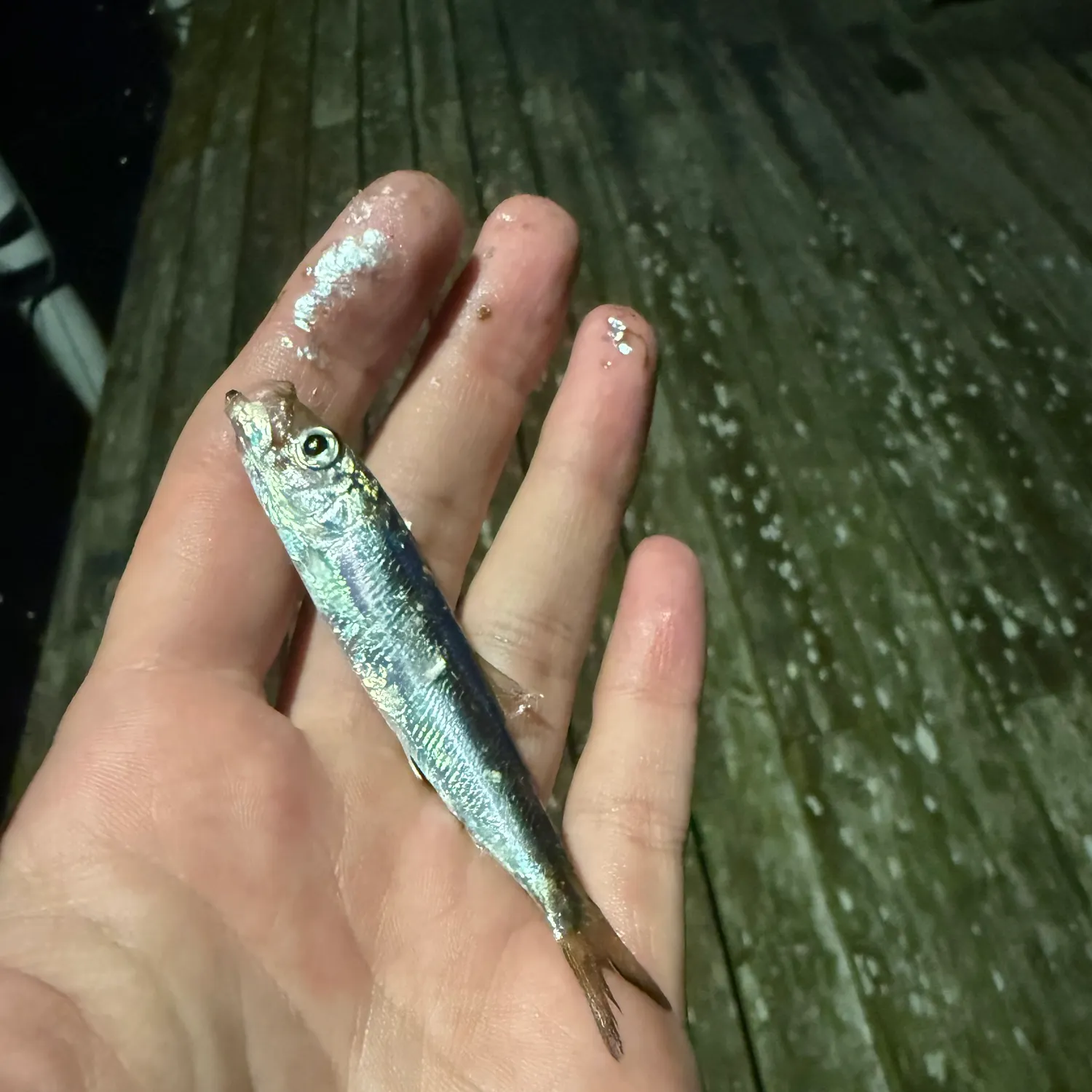 Atlantic herring caught on Fishbrain