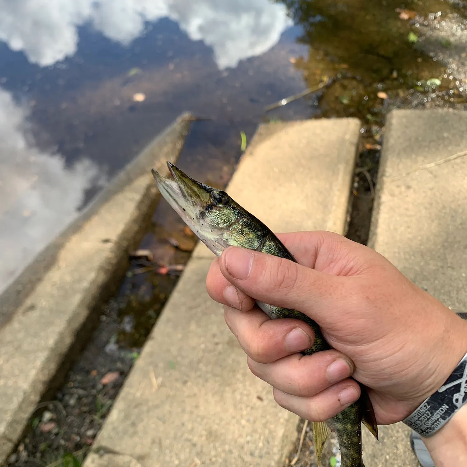 Chain pickerel caught on Fishbrain
