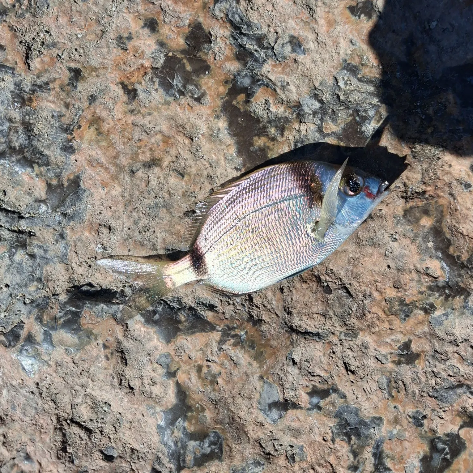 White seabream caught on Fishbrain
