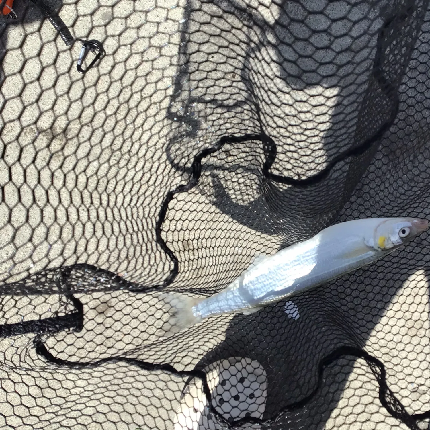 Surf smelt caught on Fishbrain