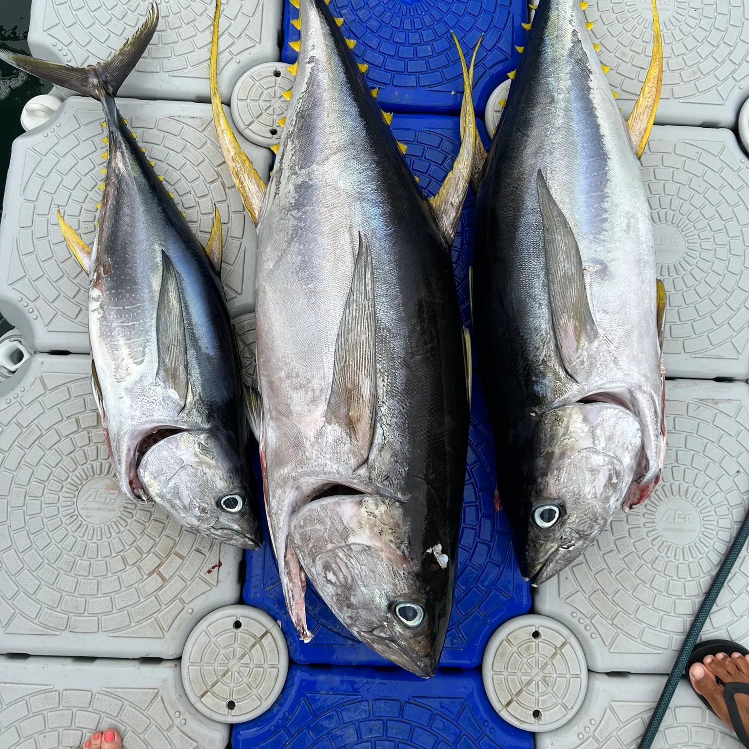 recently logged catches