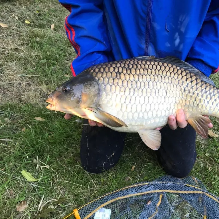 The most recent Common carp catches on Fishbrain