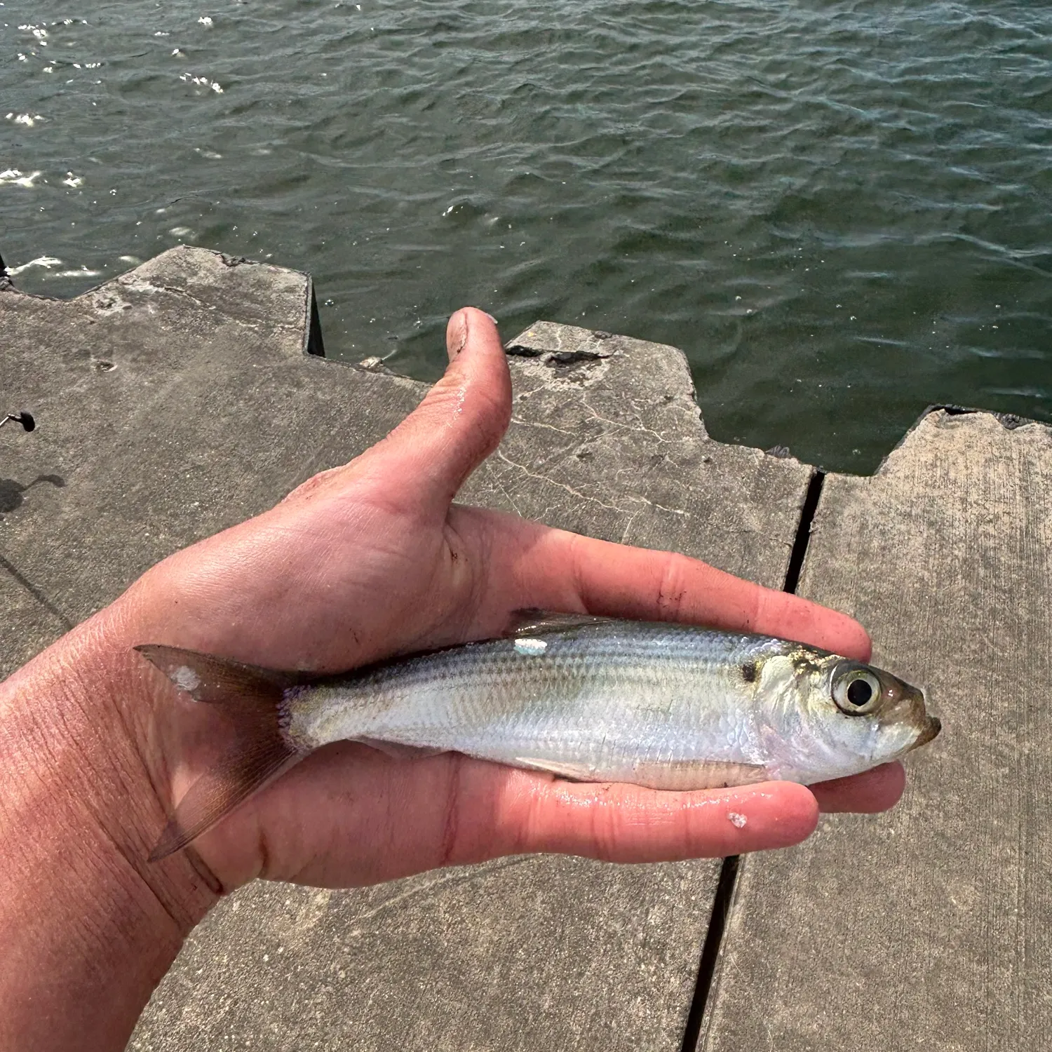 The most recent Alewife catches on Fishbrain