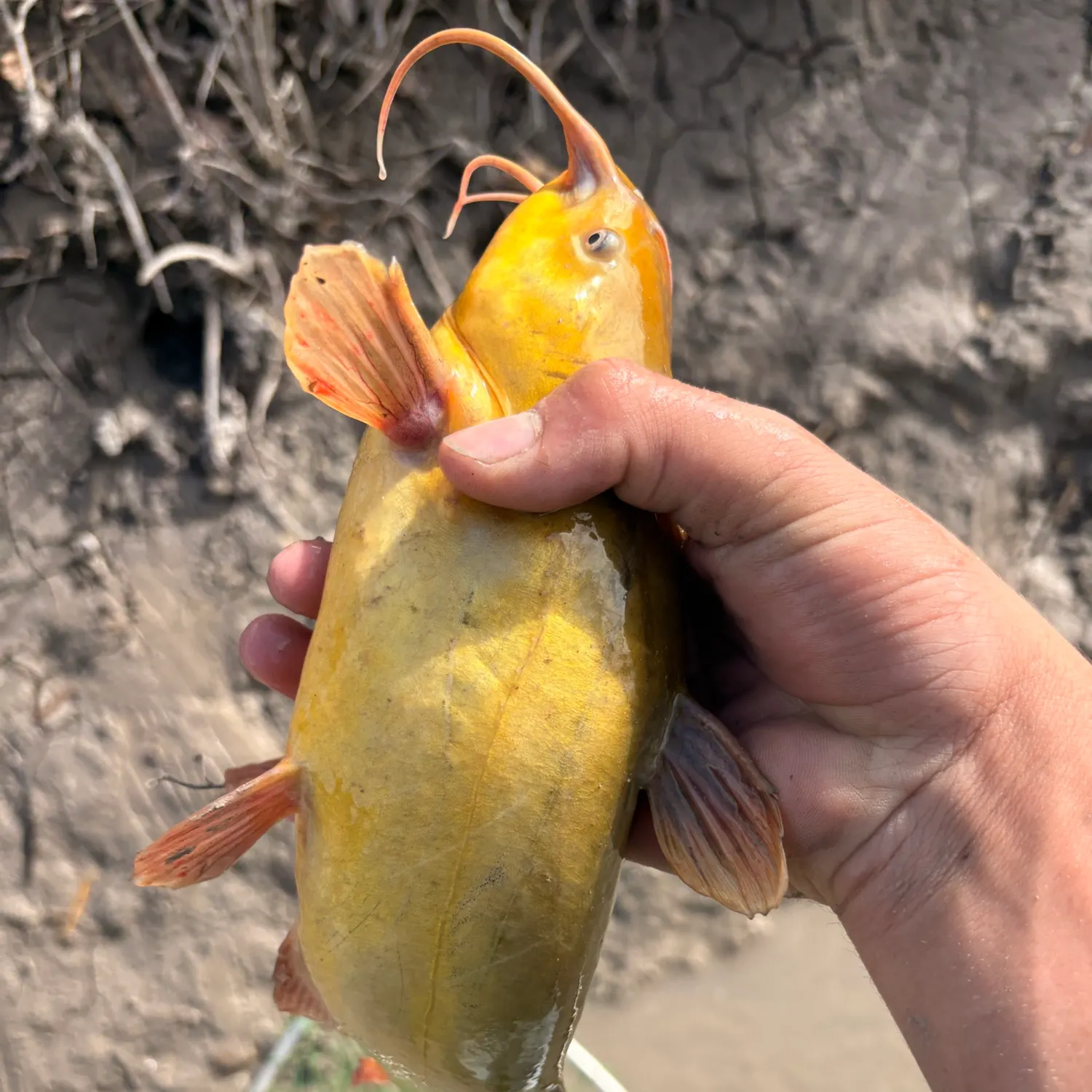 Yellow bullhead caught on Fishbrain