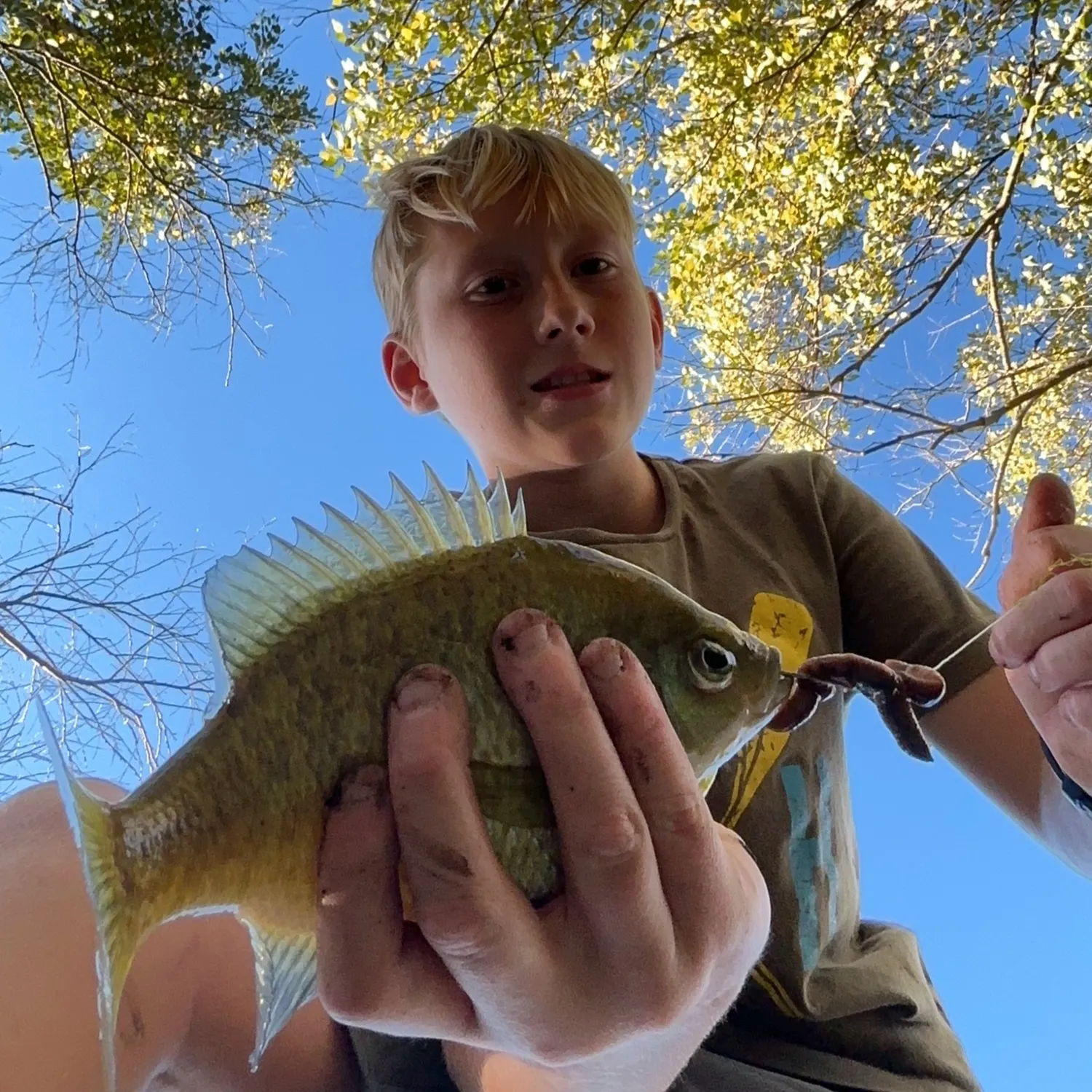 Bluegill caught on Fishbrain