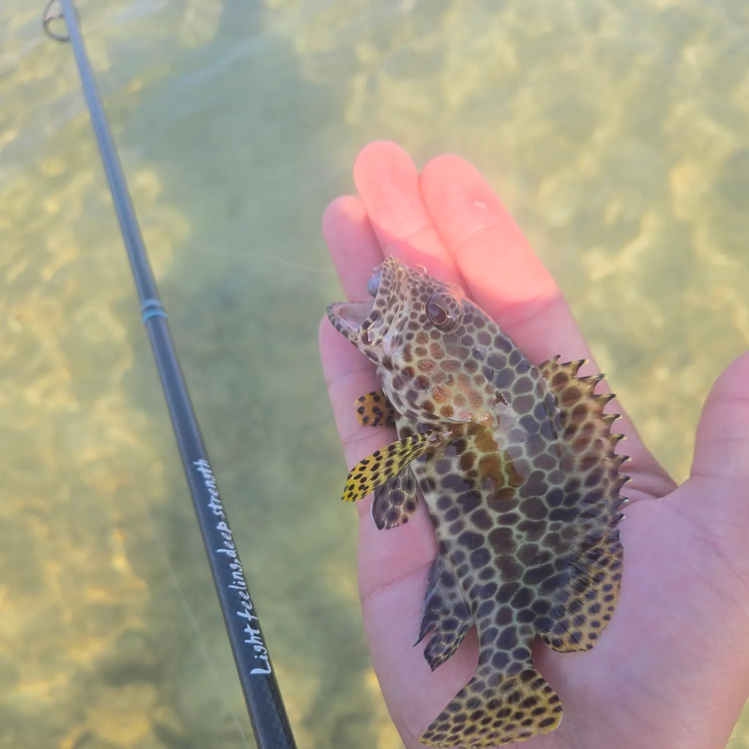 The most recent Honeycomb grouper catches on Fishbrain