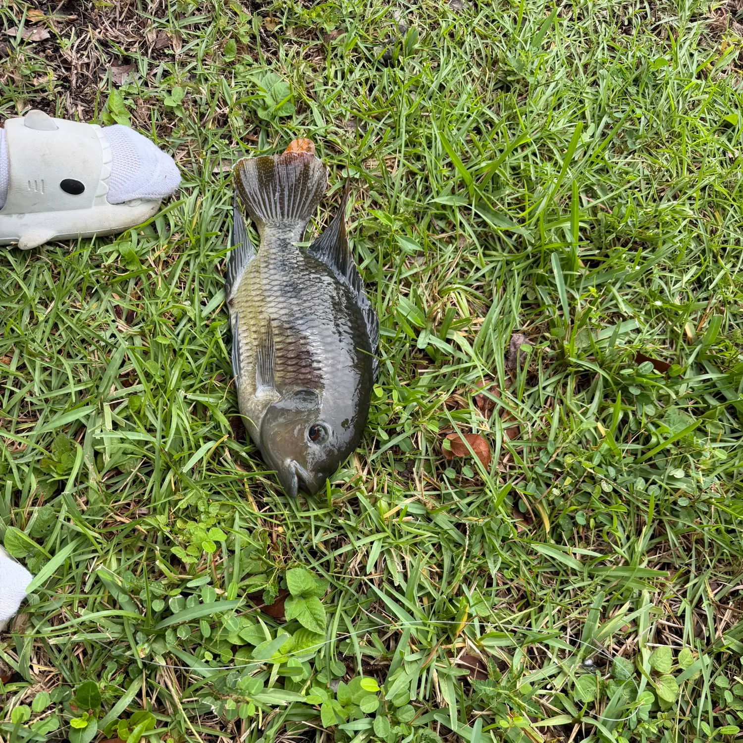 Spotted tilapia caught on Fishbrain
