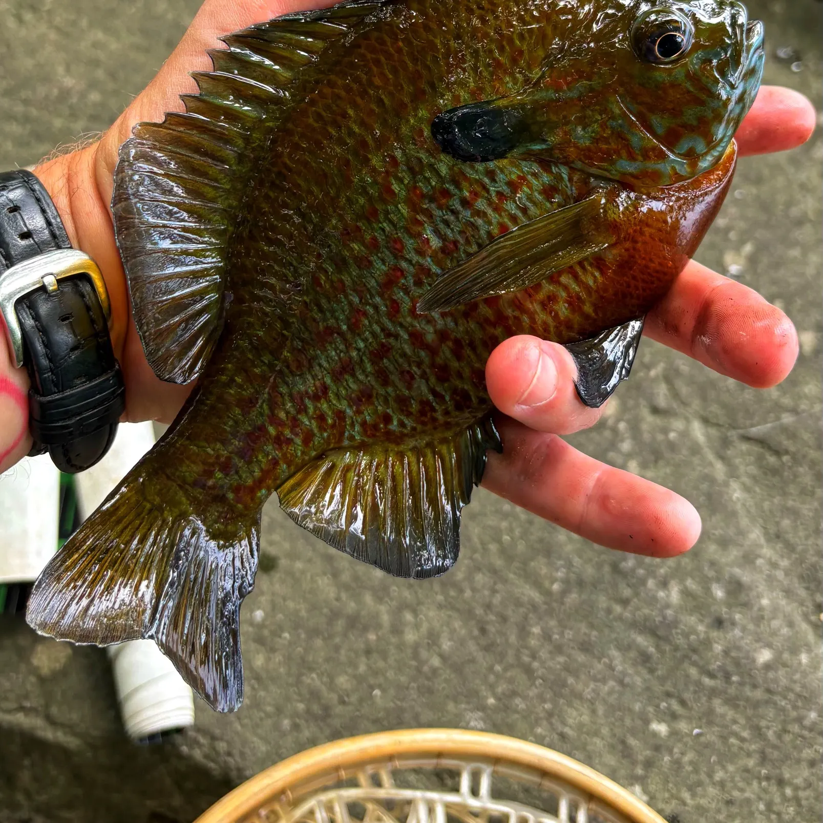 The most recent Redbreast sunfish x bluegill catches on Fishbrain