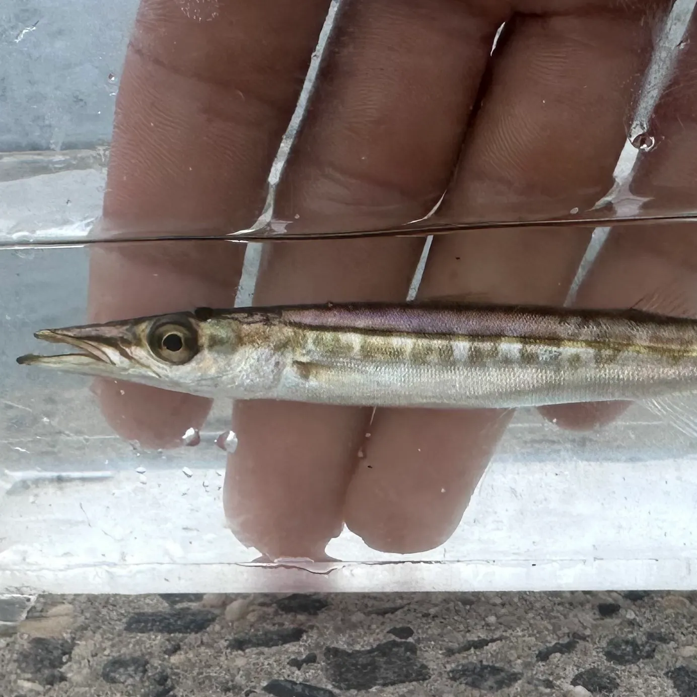 The most recent Northern sennet catches on Fishbrain