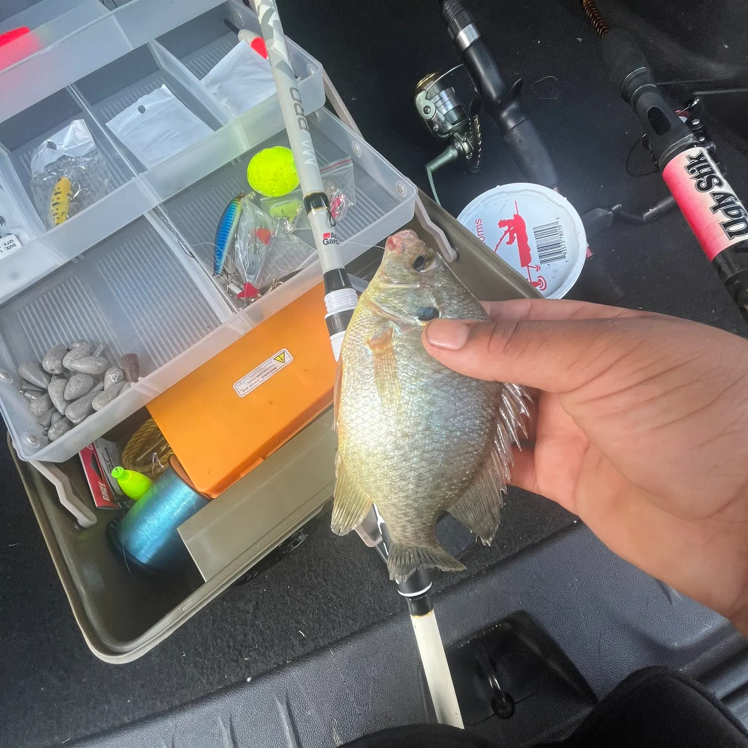 Fish caught on Fishbrain
