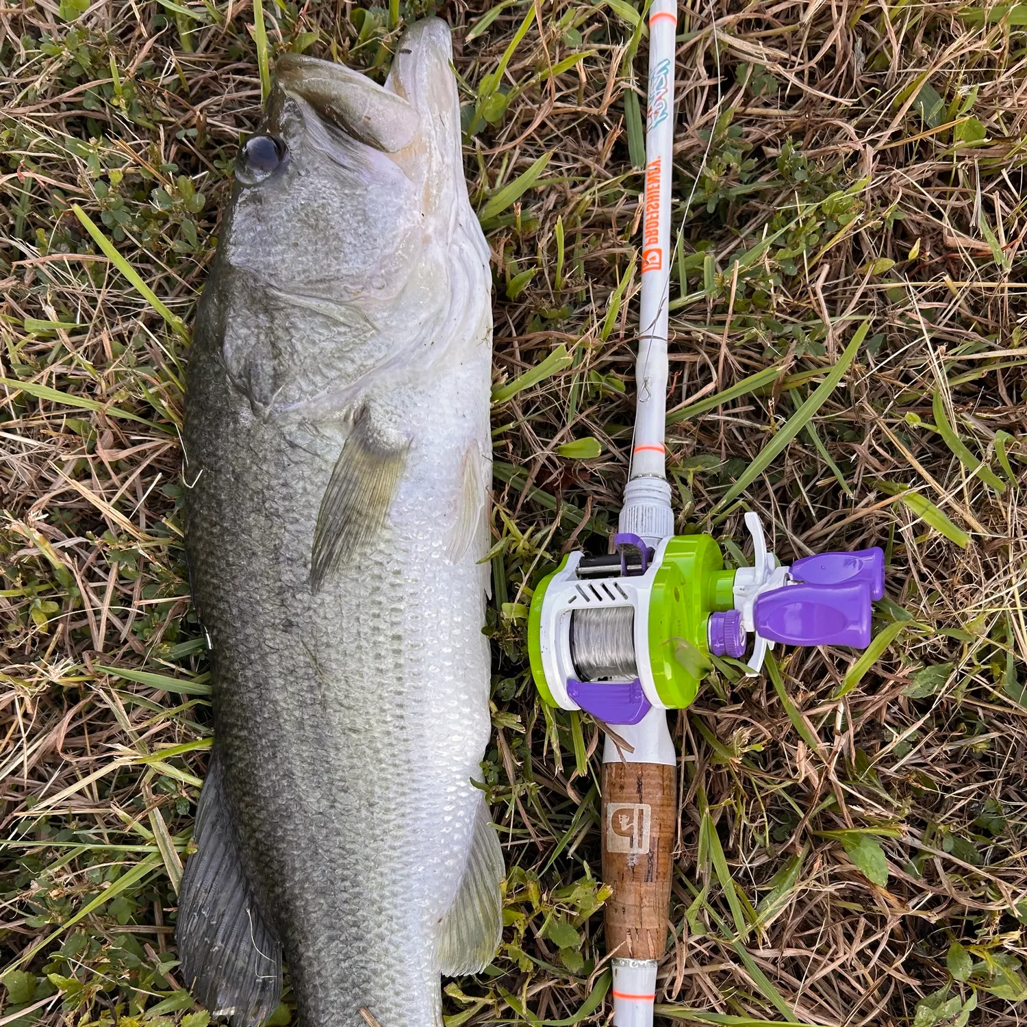 Largemouth bass caught on Fishbrain