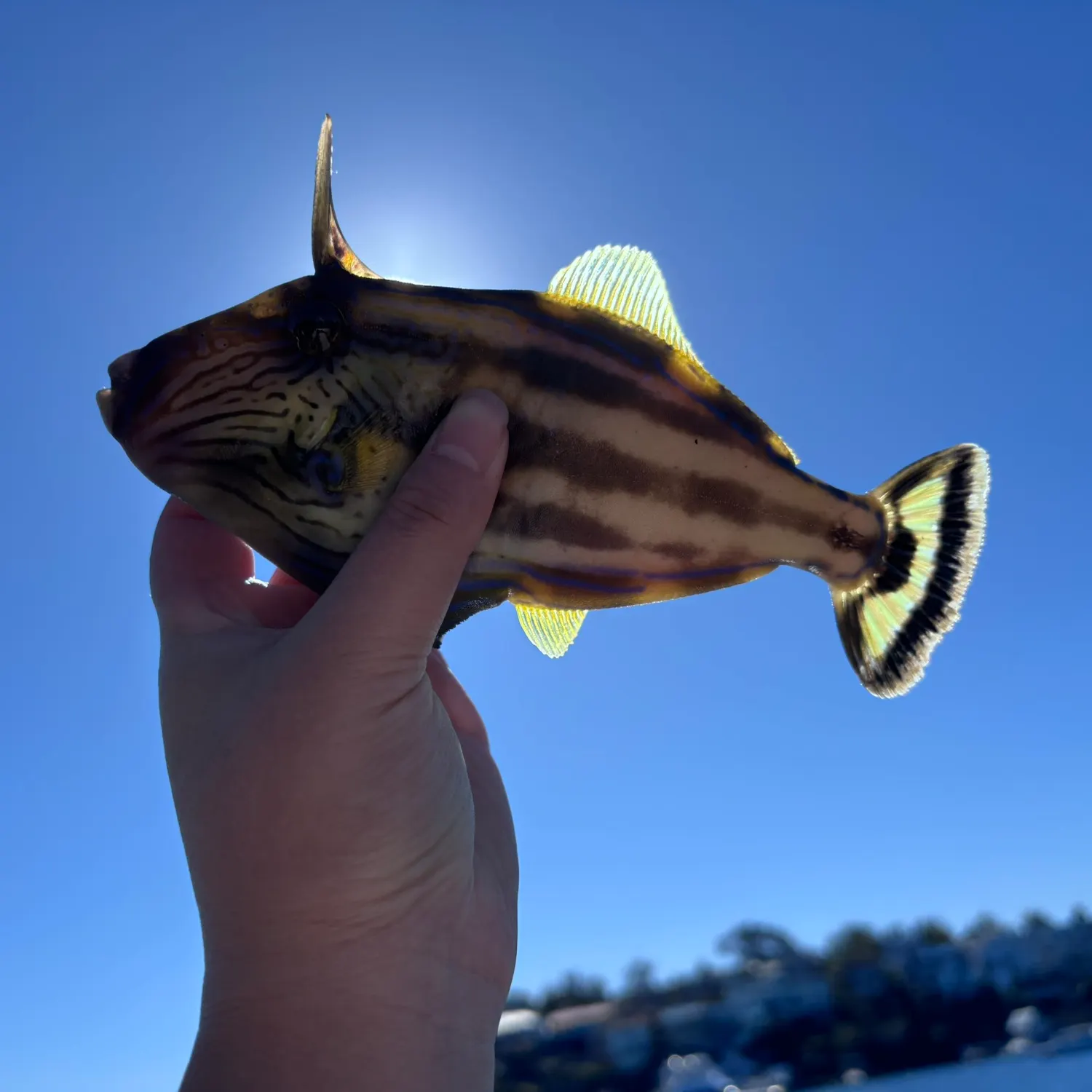 The most recent Yellowfin leatherjacket catches on Fishbrain