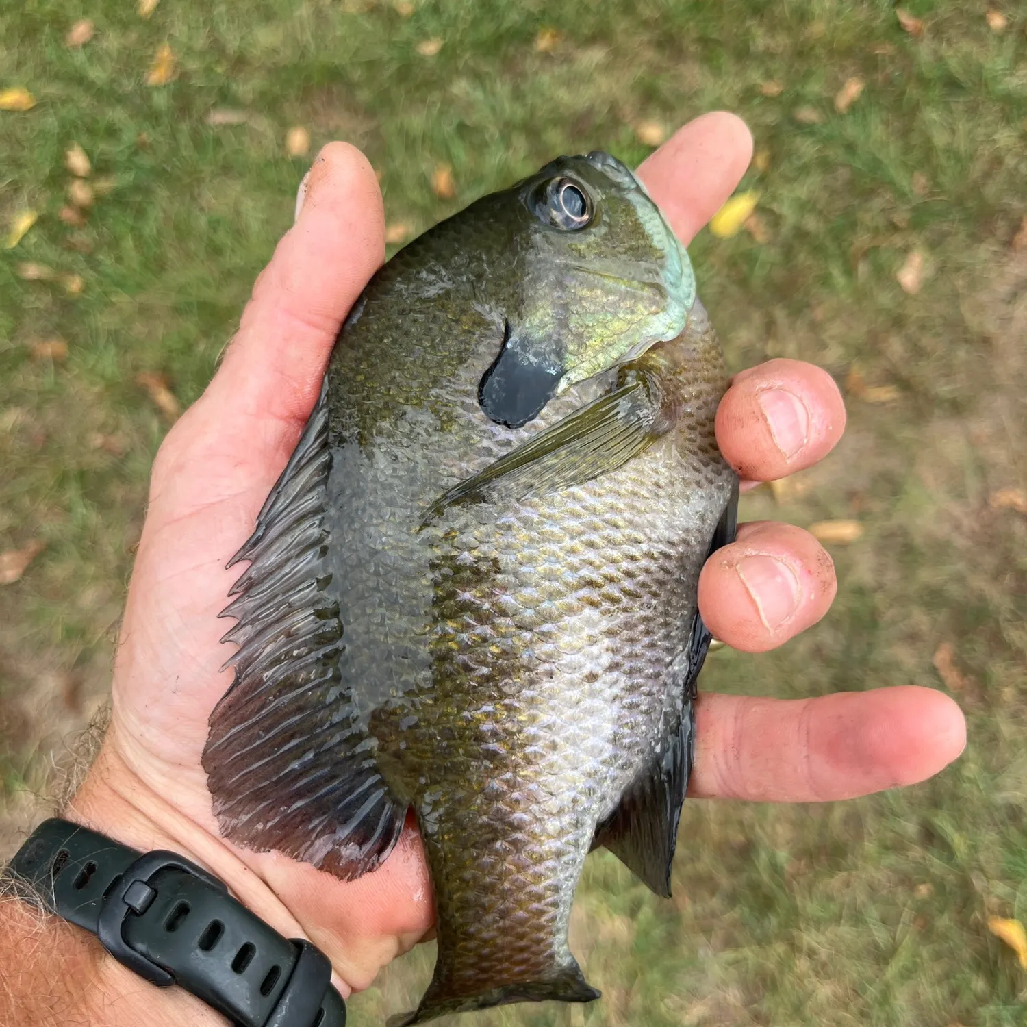 Bluegill caught on Fishbrain