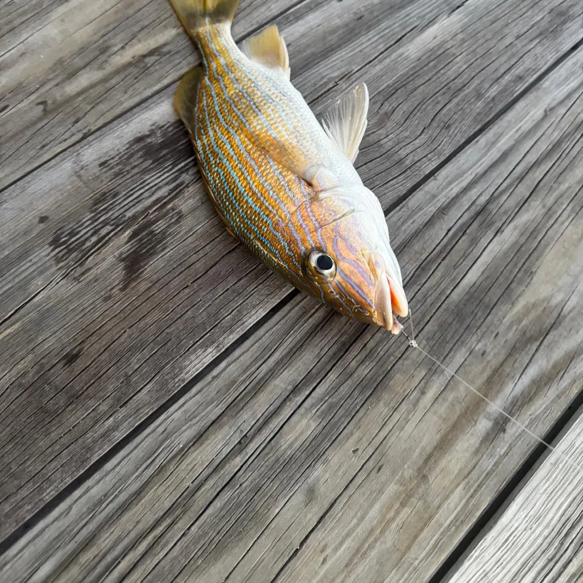 The most recent Bluestriped grunt catches on Fishbrain