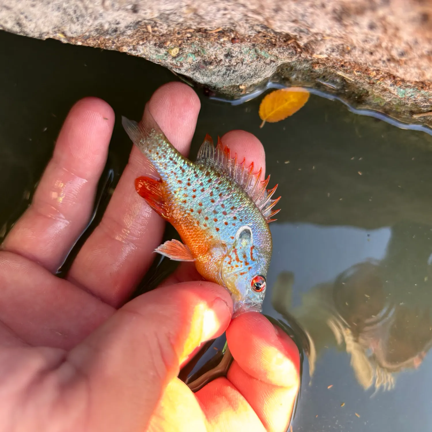 The most recent Orangespotted sunfish catches on Fishbrain