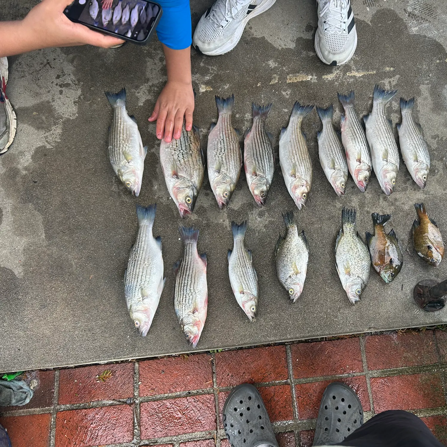 recently logged catches