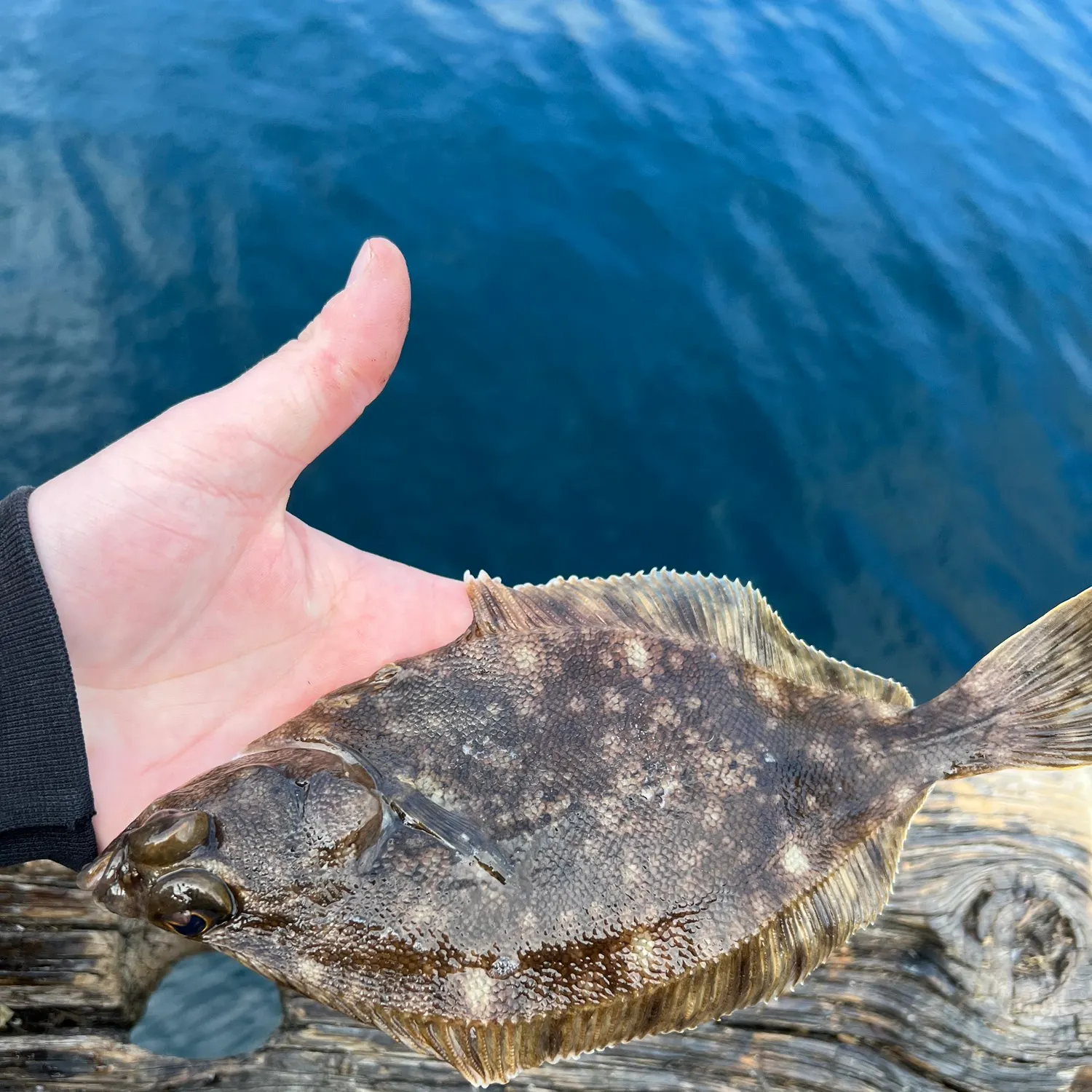 The most recent Southern rock sole catches on Fishbrain