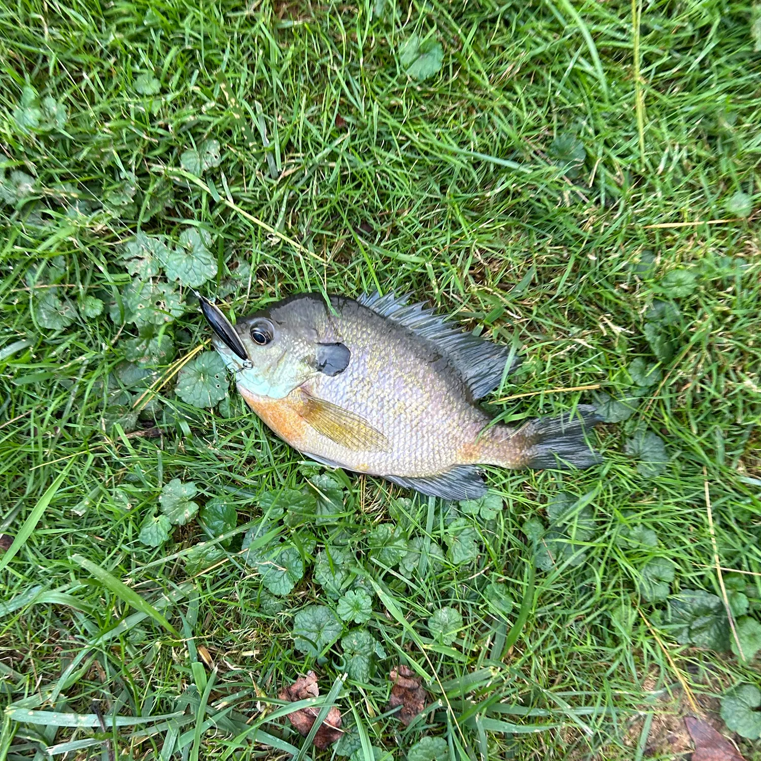 Bluegill caught on Fishbrain