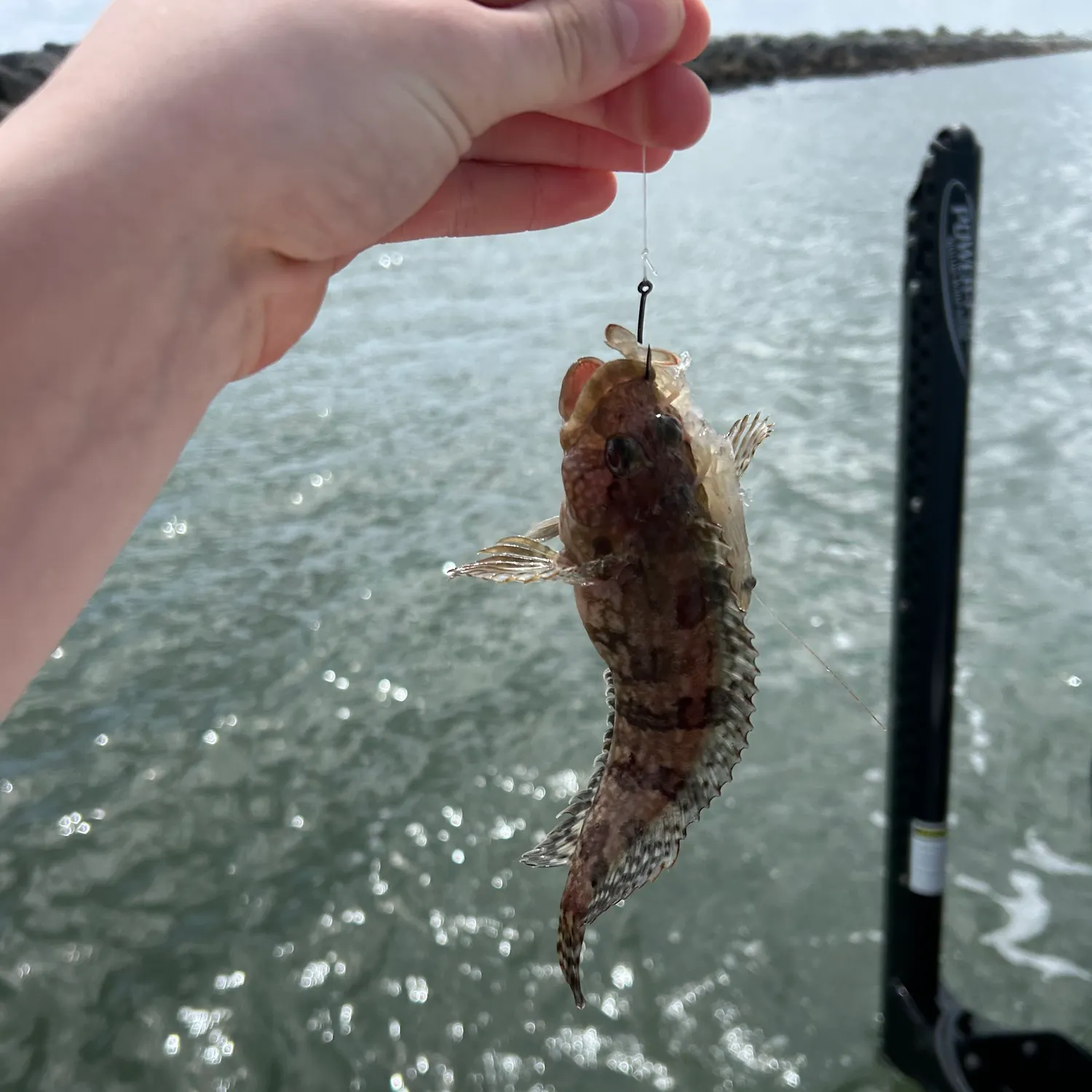 The most recent Feather blenny catches on Fishbrain