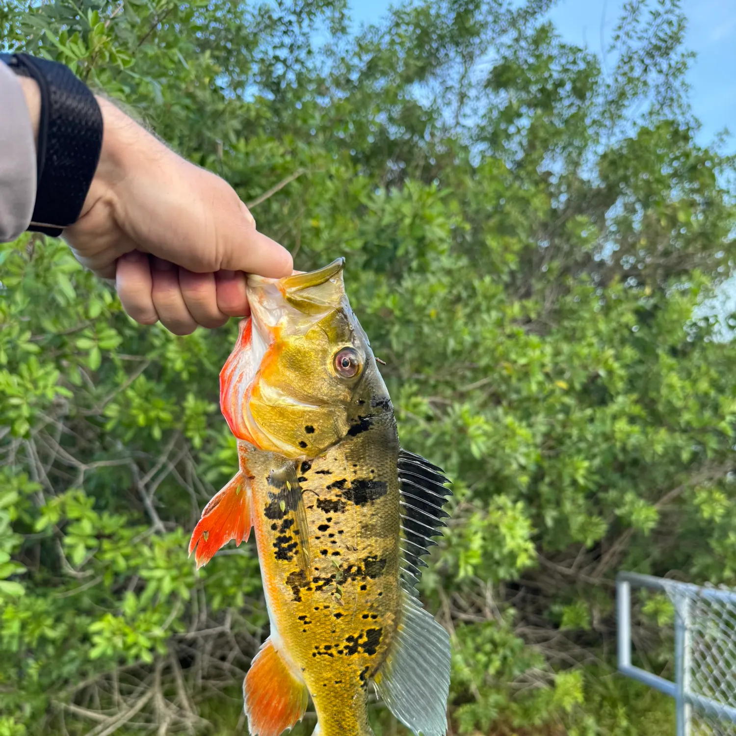 The most recent Butterfly peacock bass catches on Fishbrain