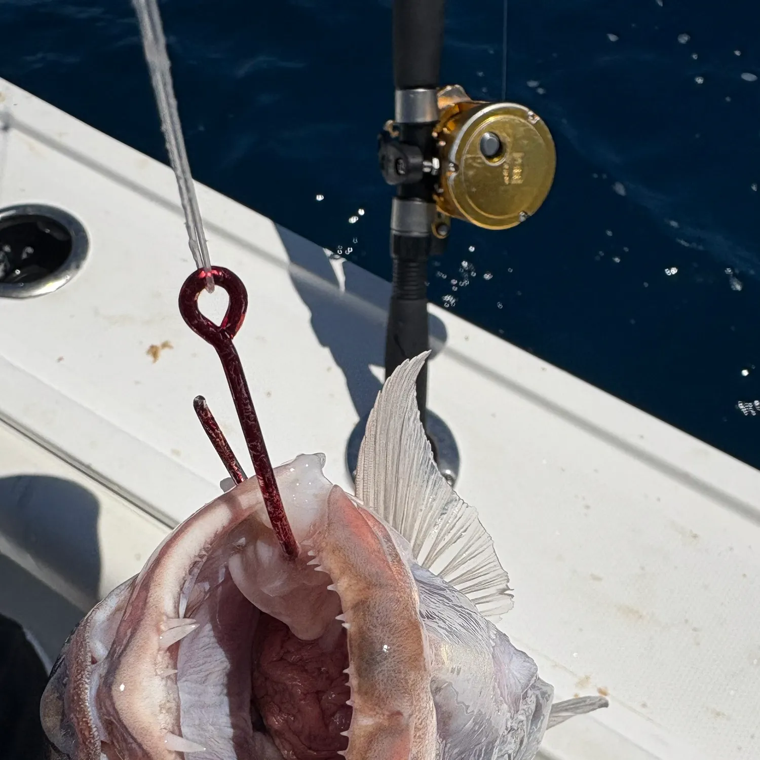 The most recent Red grouper catches on Fishbrain