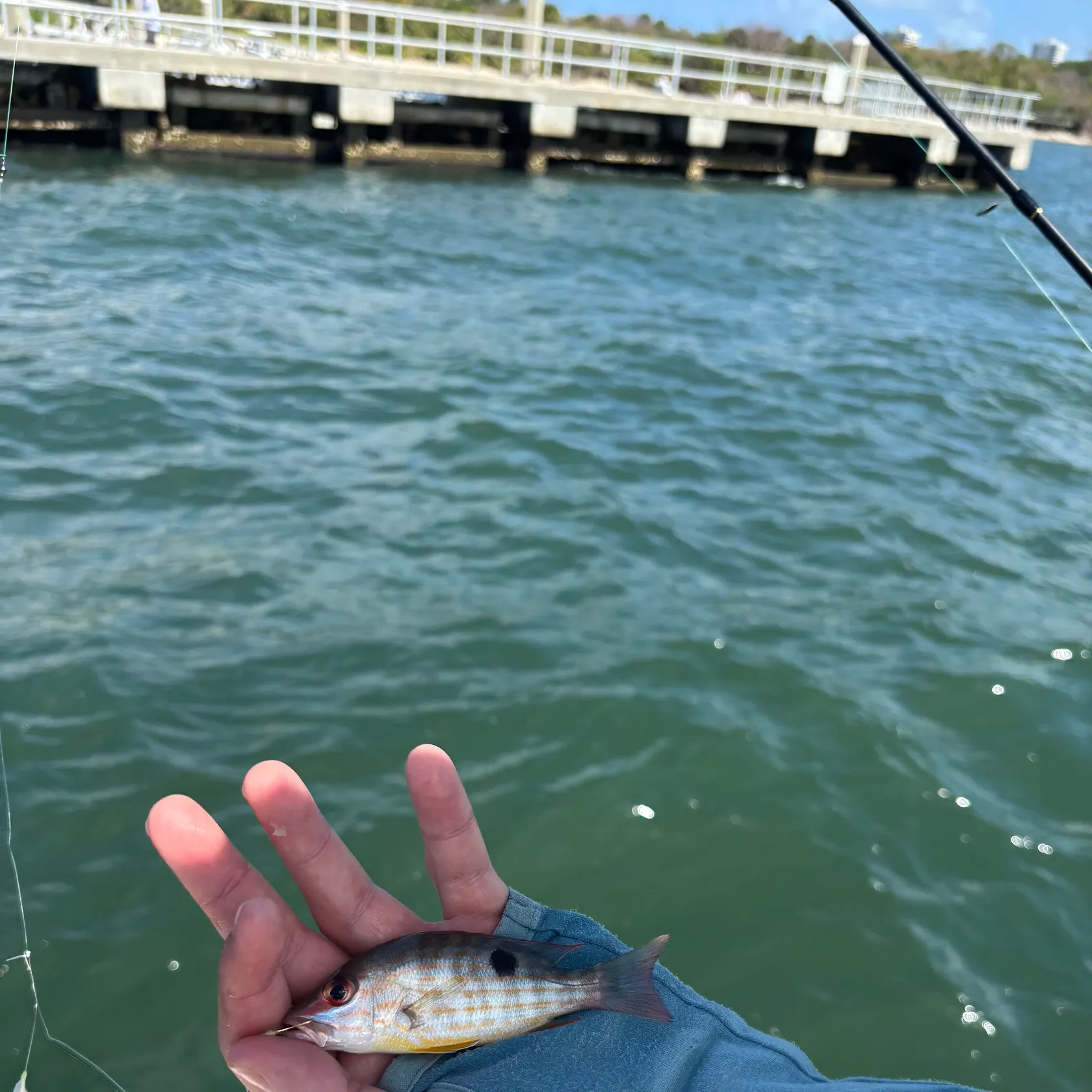 The most recent Lane snapper catches on Fishbrain