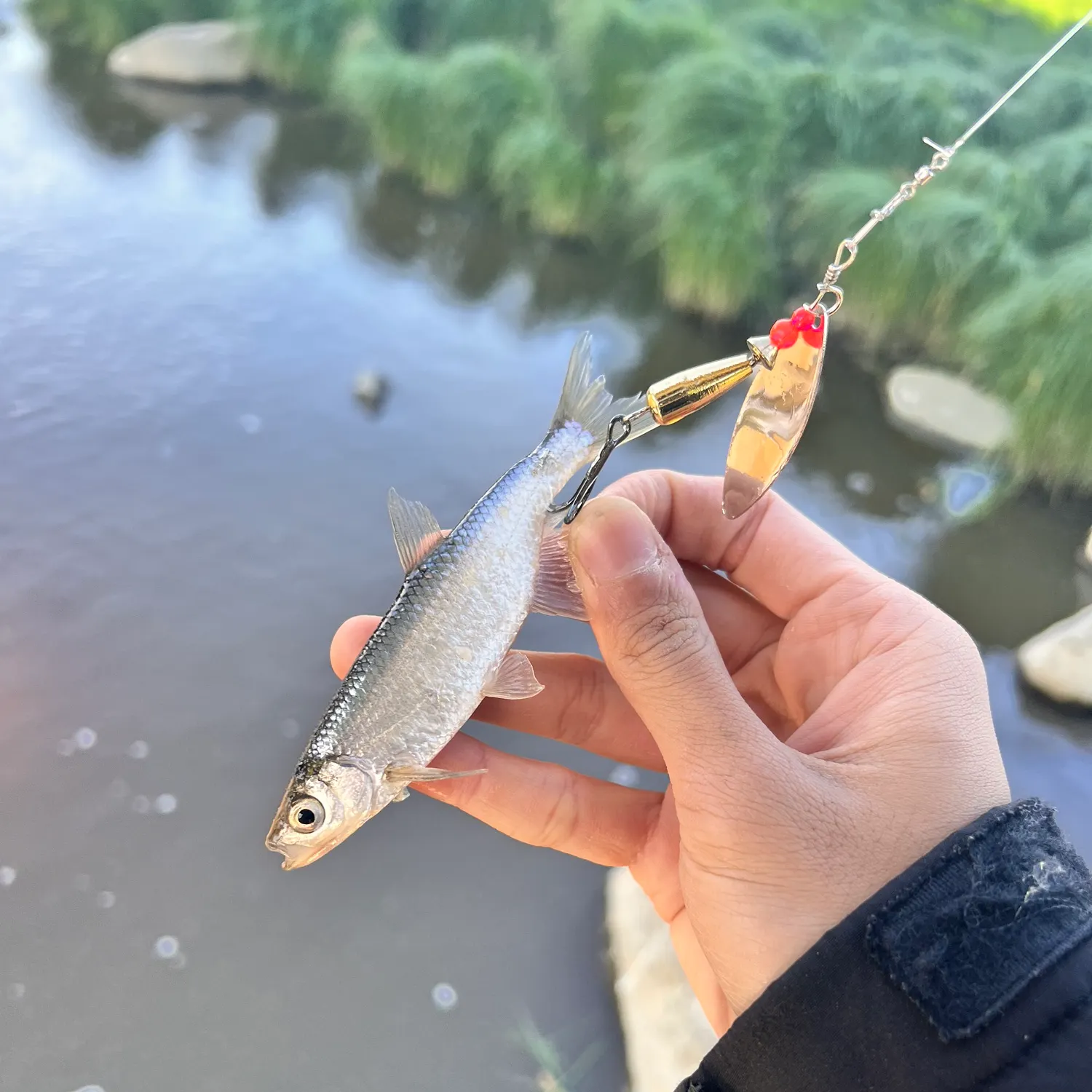 The most recent European smelt catches on Fishbrain