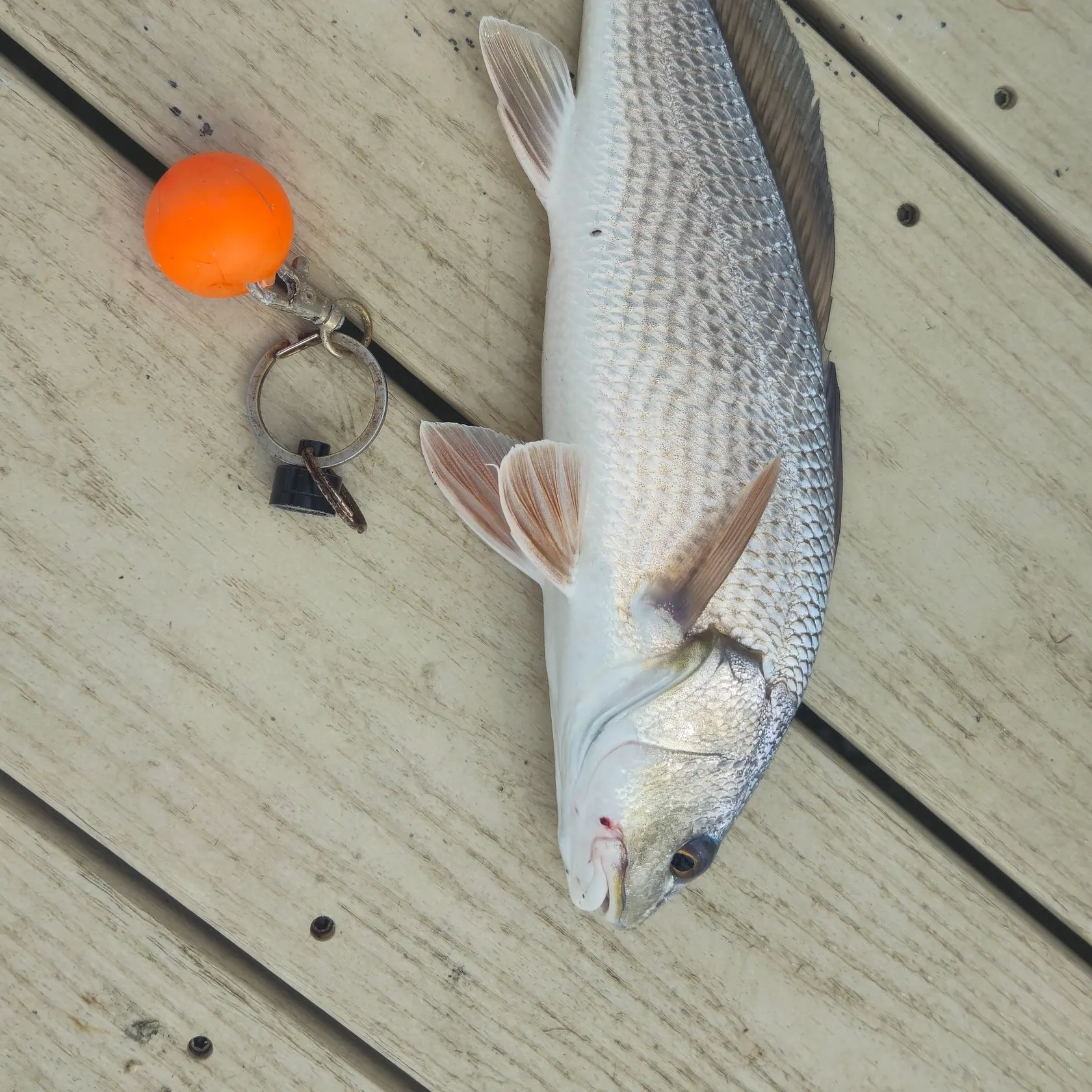 Red drum caught on Fishbrain