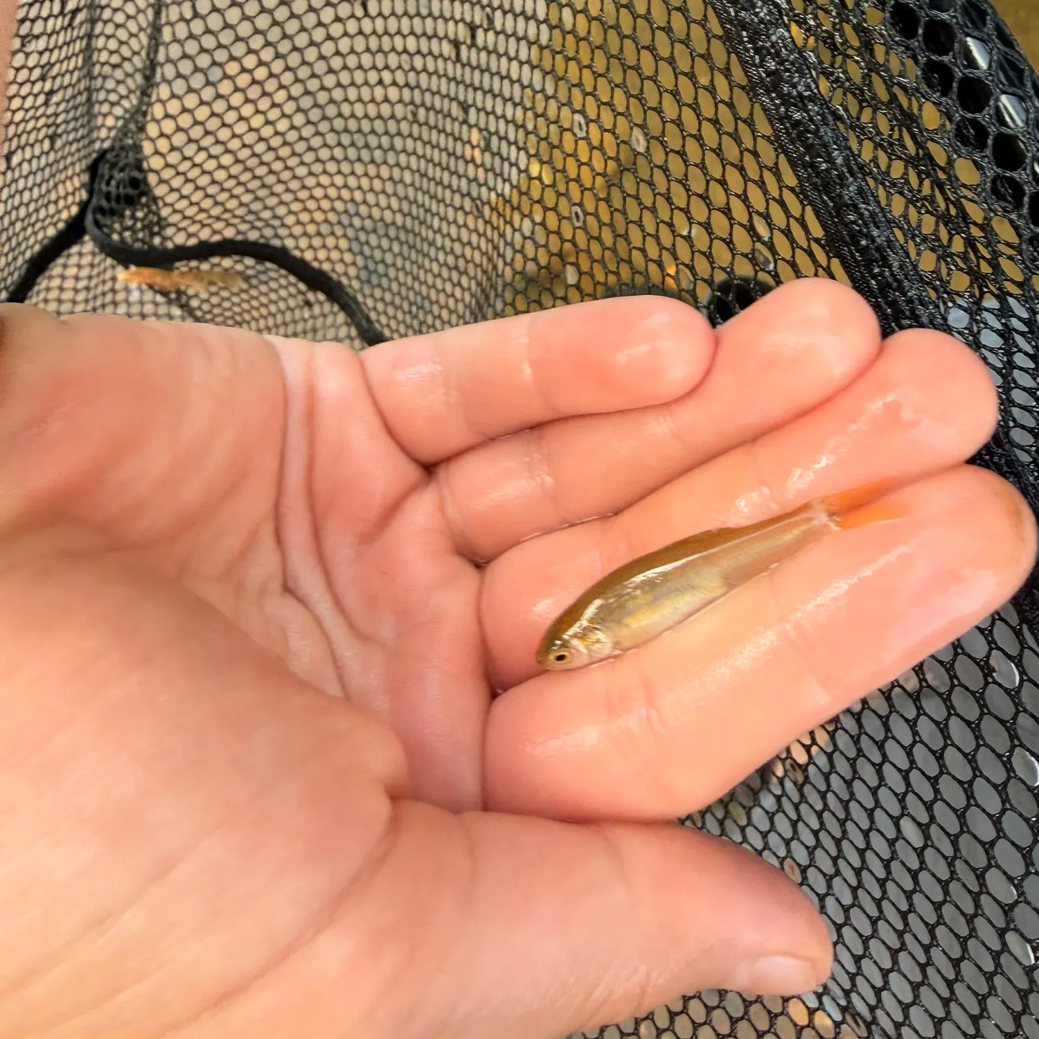 Spotfin shiner caught on Fishbrain