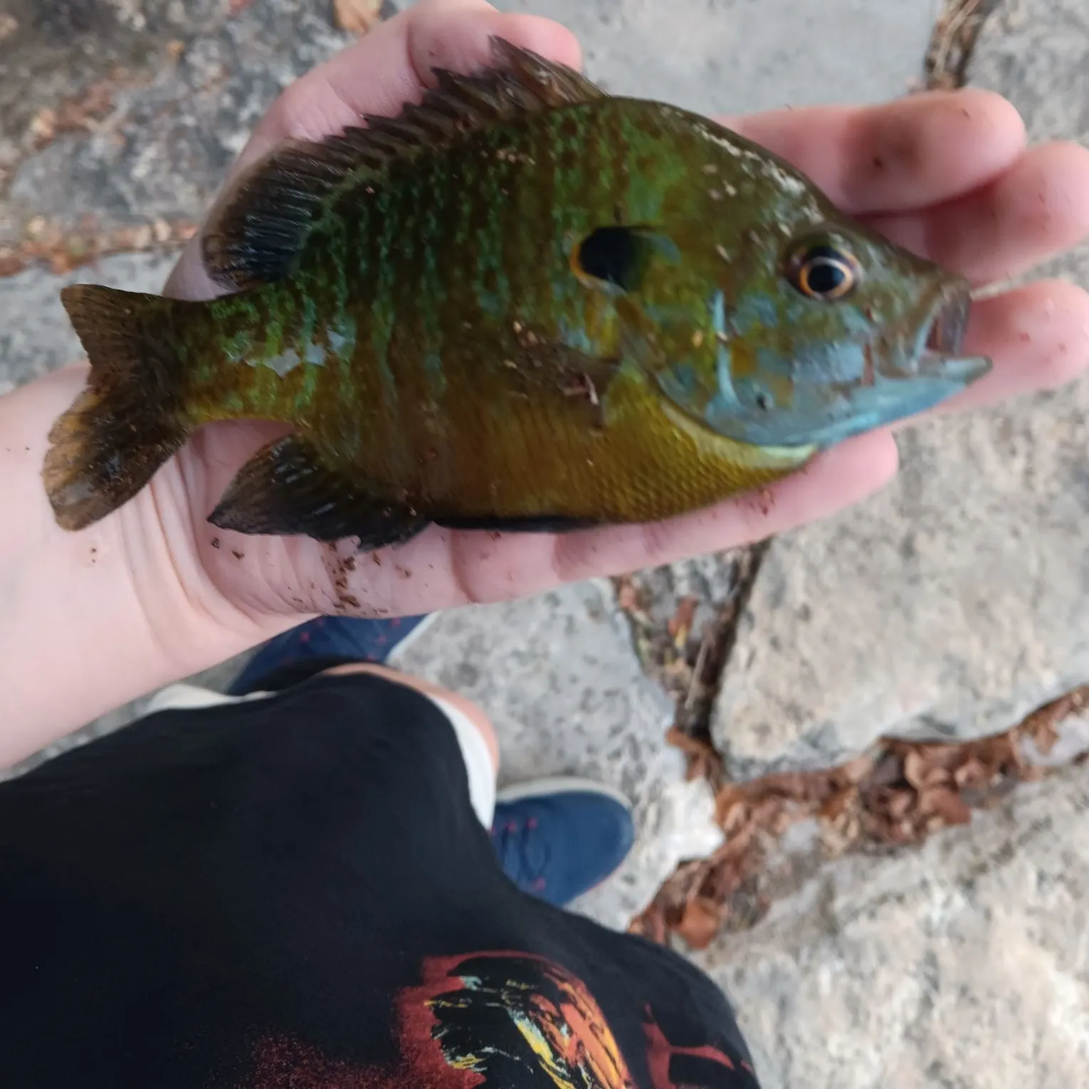 The most recent Redear x bluegill catches on Fishbrain