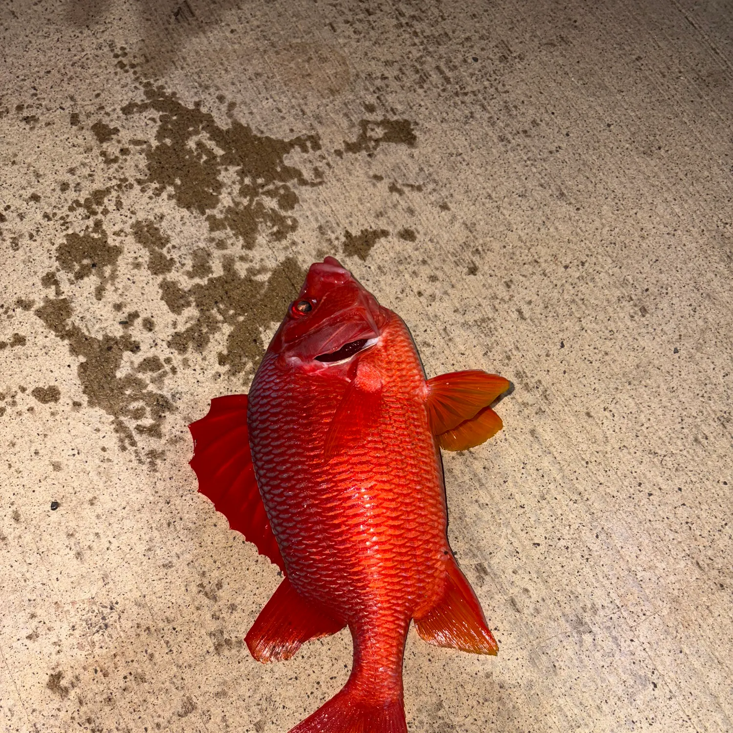 The most recent Blotcheye soldierfish catches on Fishbrain
