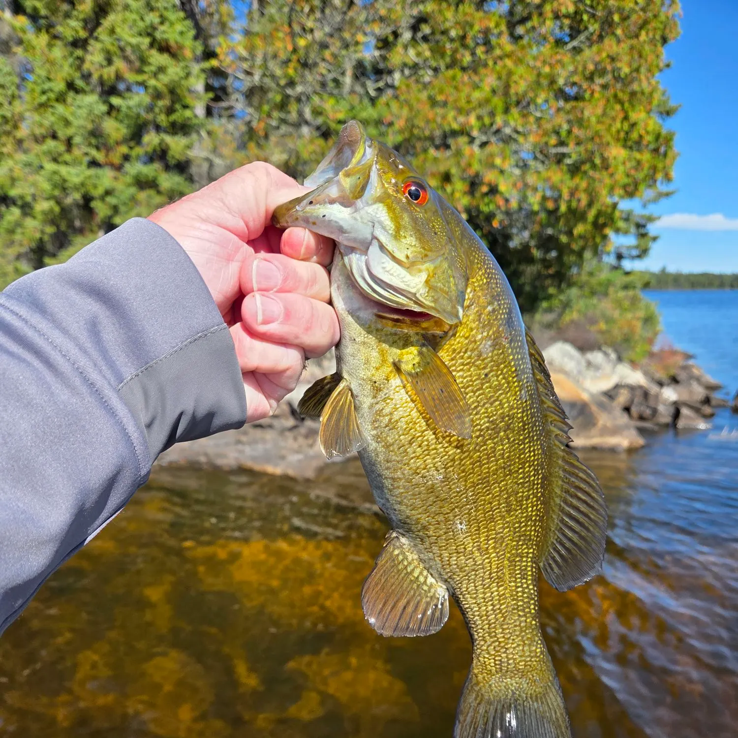Smallmouth bass caught on Fishbrain