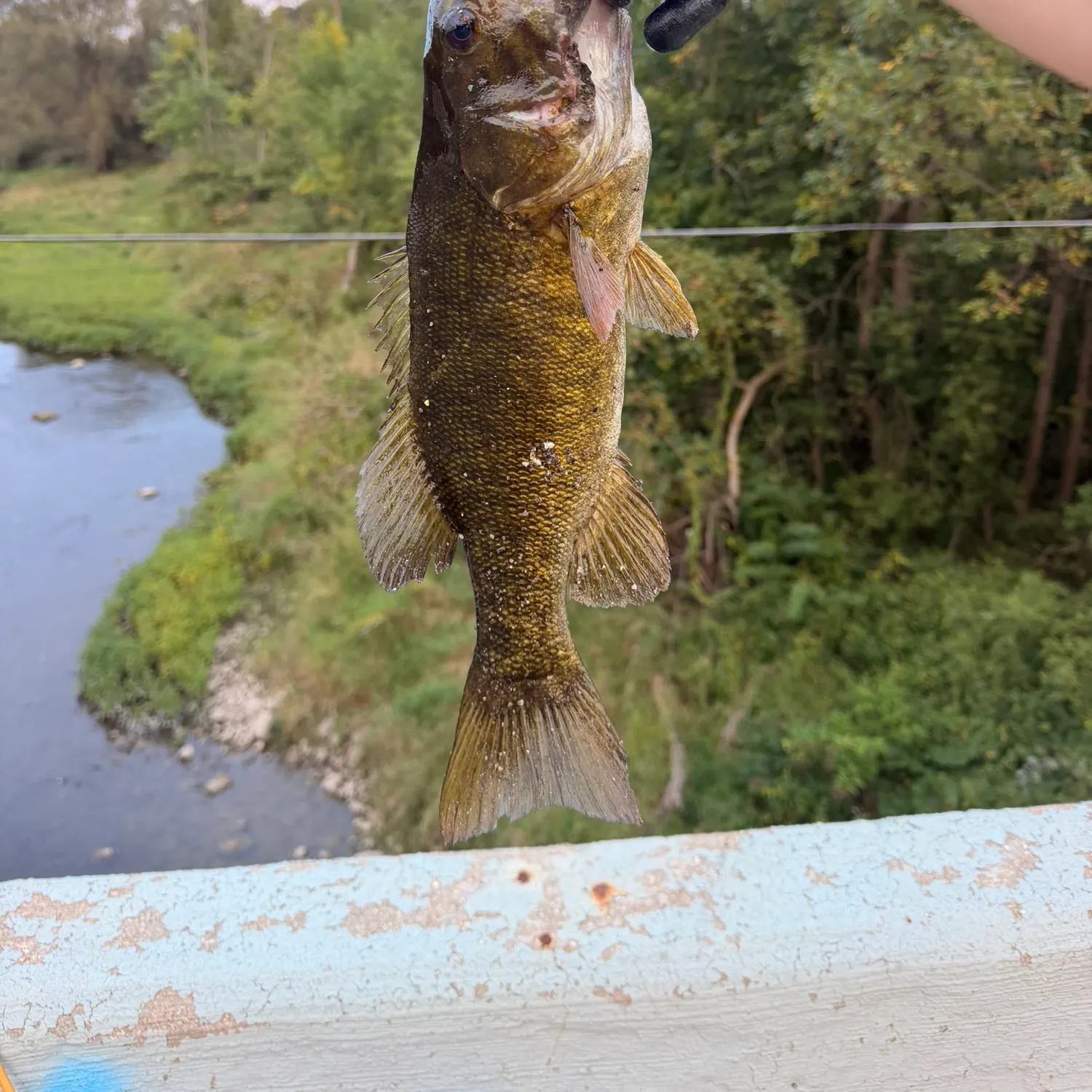 Smallmouth bass caught on Fishbrain