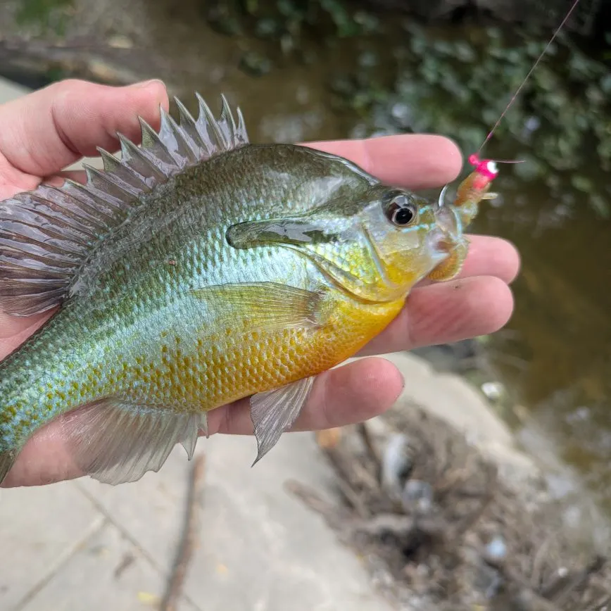 The most recent Redbreast sunfish catches on Fishbrain