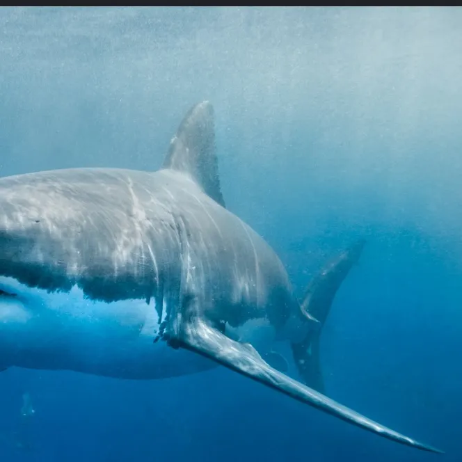 The most recent Great white shark catches on Fishbrain