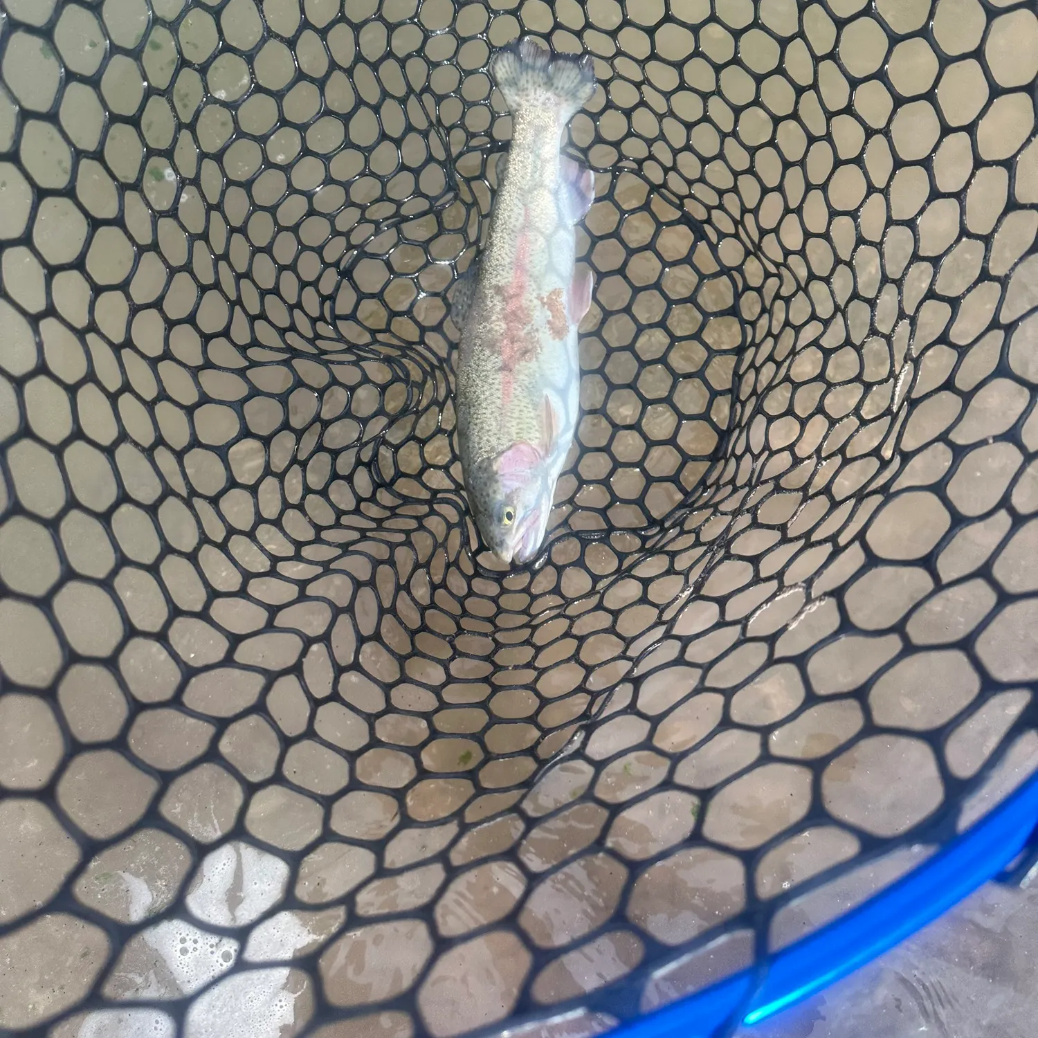Rainbow trout caught on Fishbrain