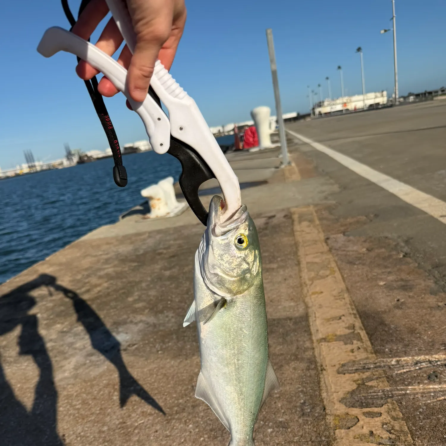 Bluefish caught on Fishbrain