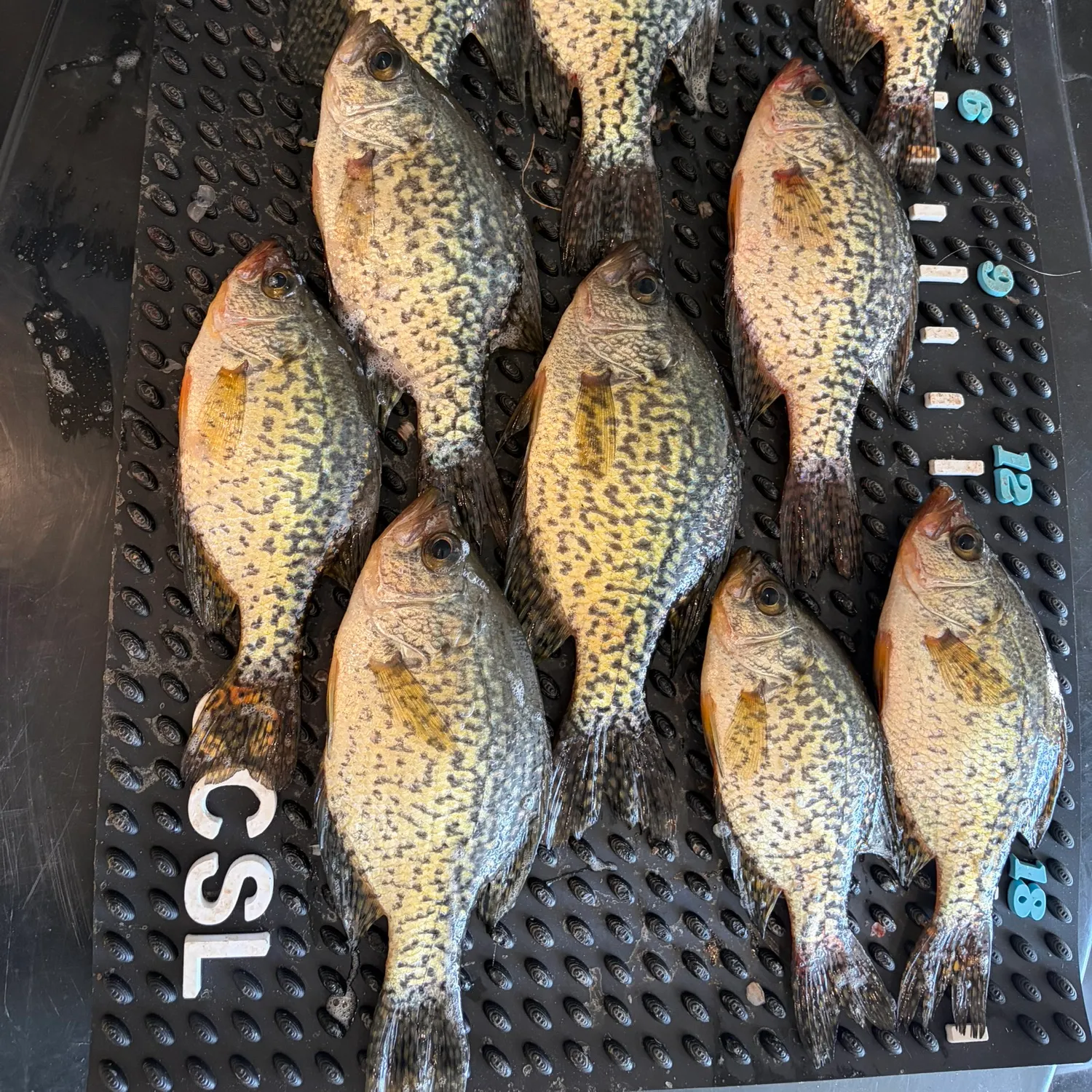 recently logged catches