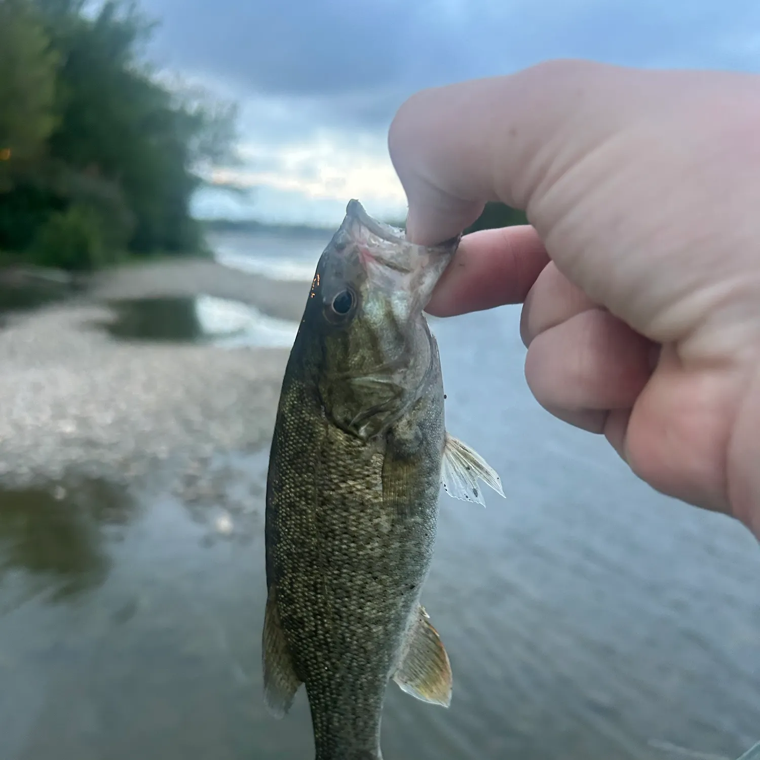 Smallmouth bass caught on Fishbrain