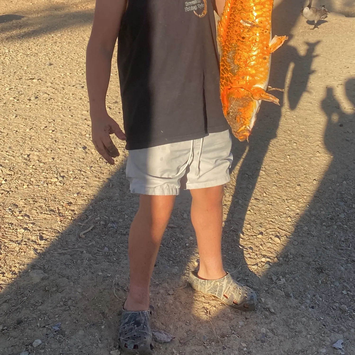Koi carp caught on Fishbrain