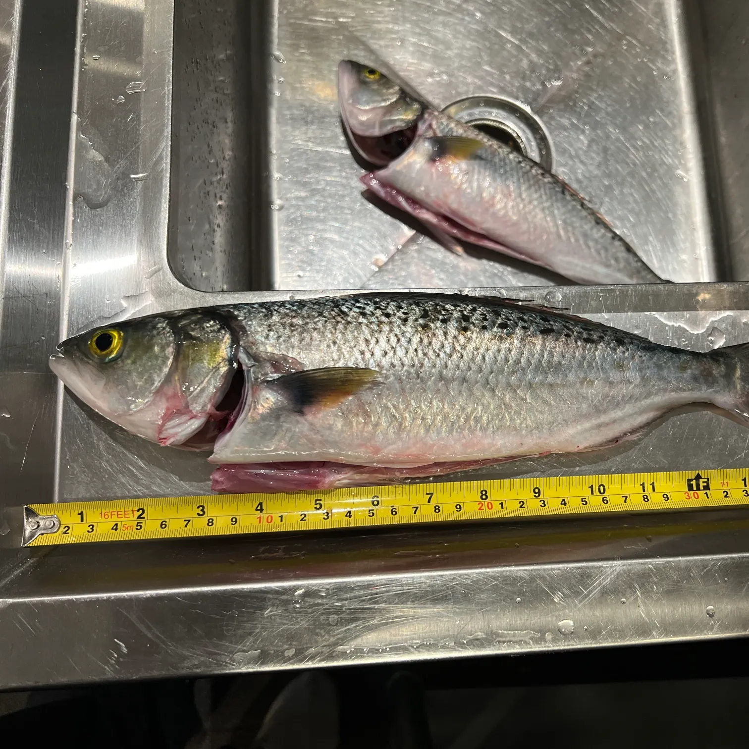 The most recent Australian salmon catches on Fishbrain